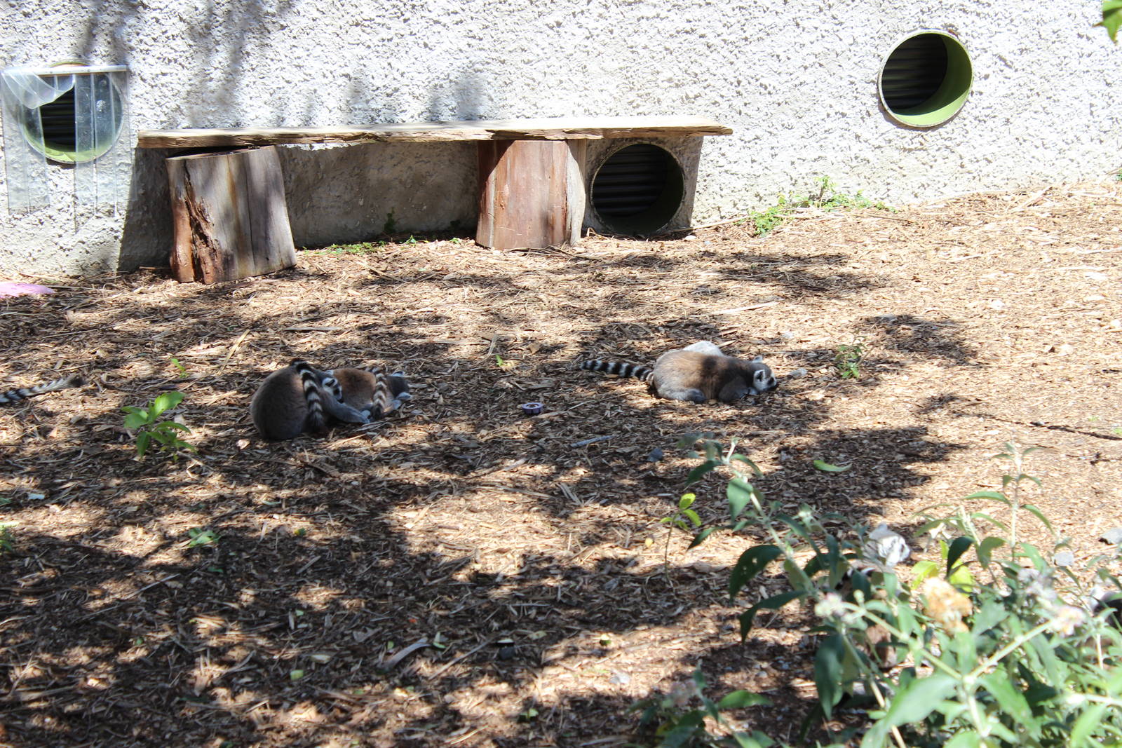 Walk Through Lemur Enclosure
