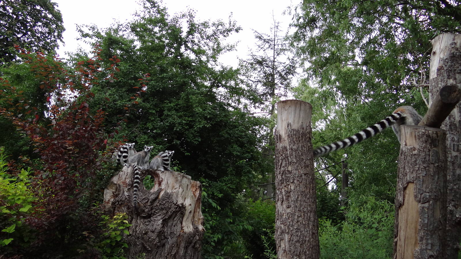 Walk-through lemur enclosure