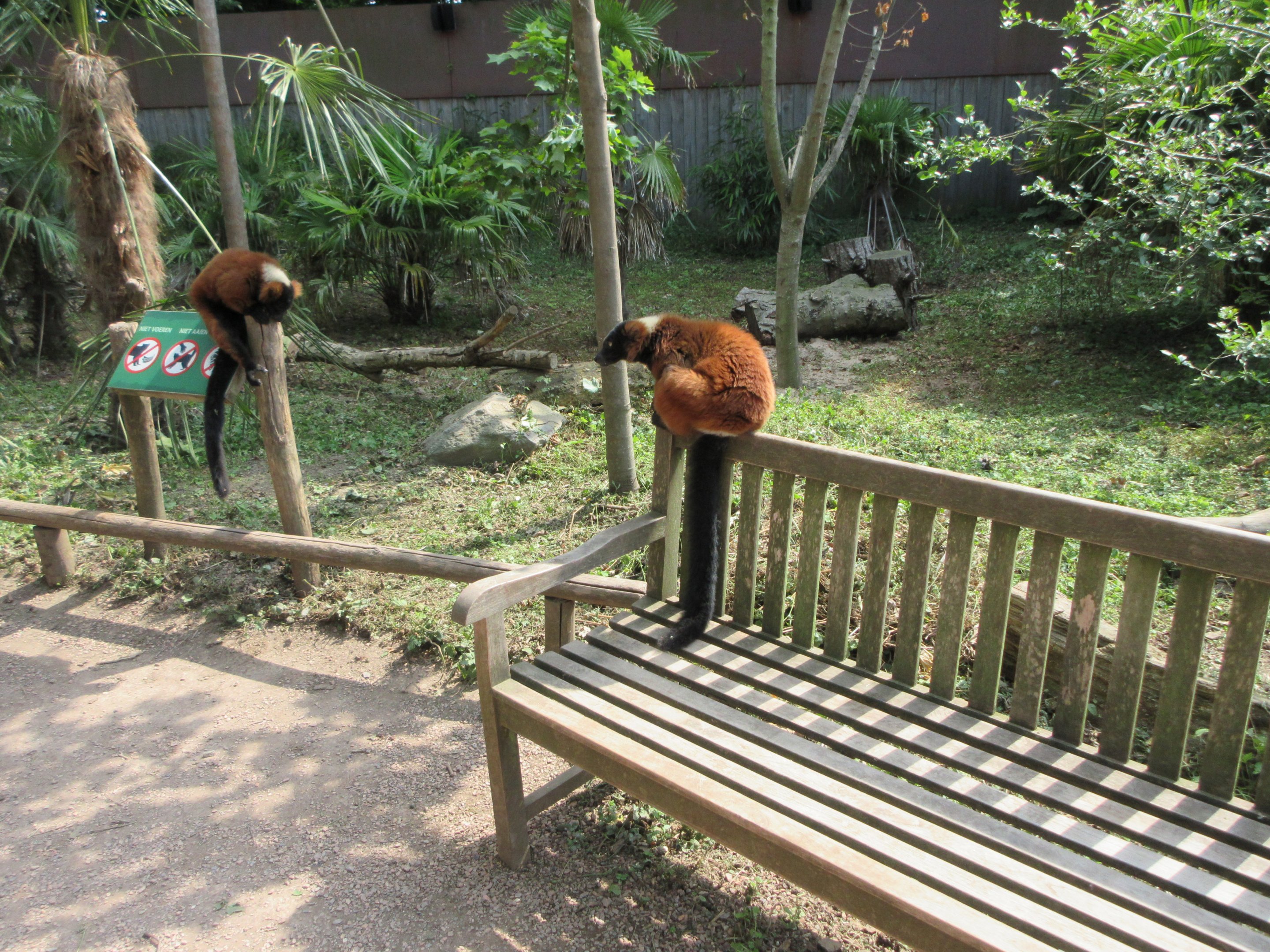 Walk-Through Lemur Exhibit