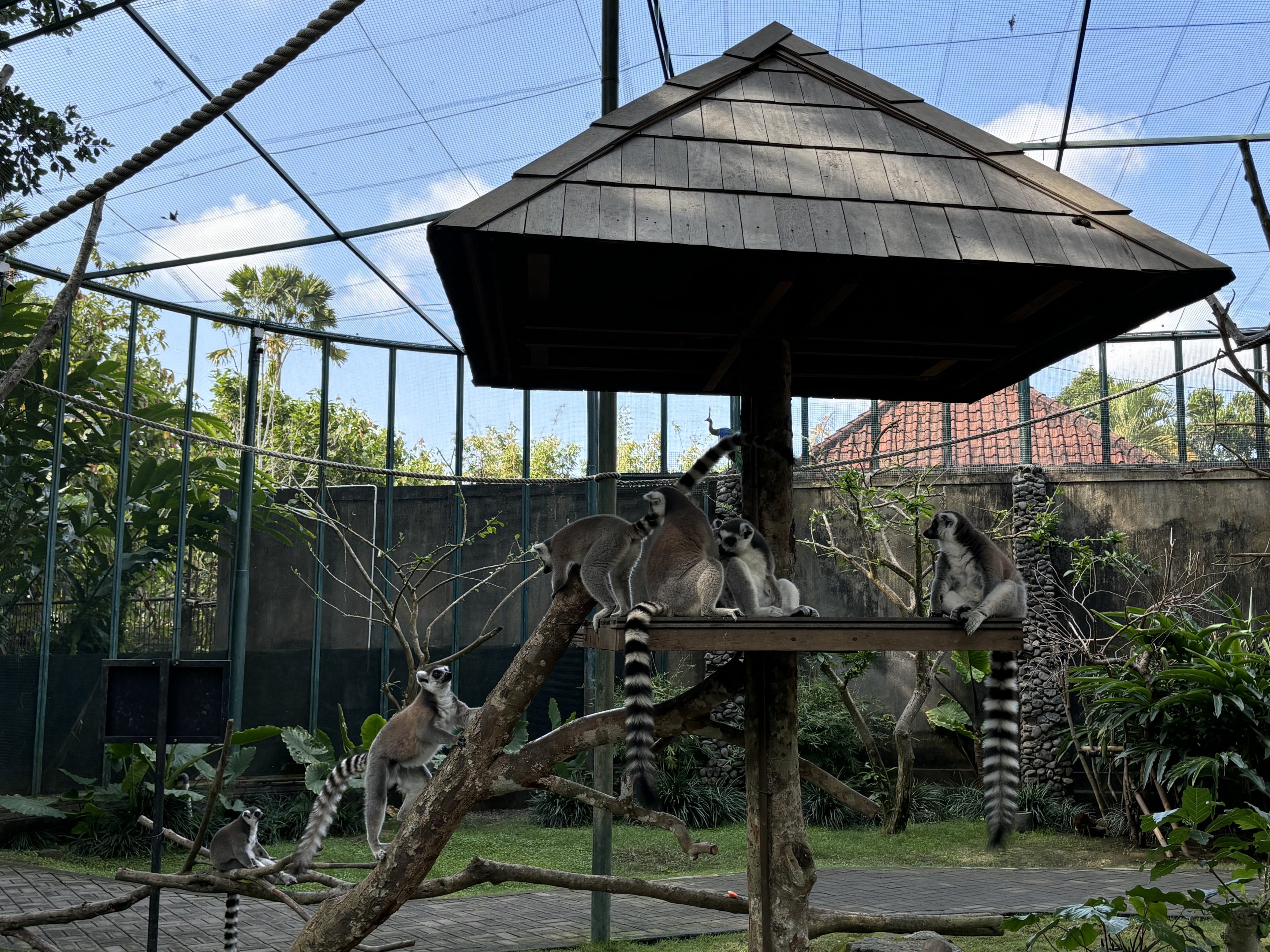Walk-through Lemur/Hornbill/Mouse-deer Exhibit