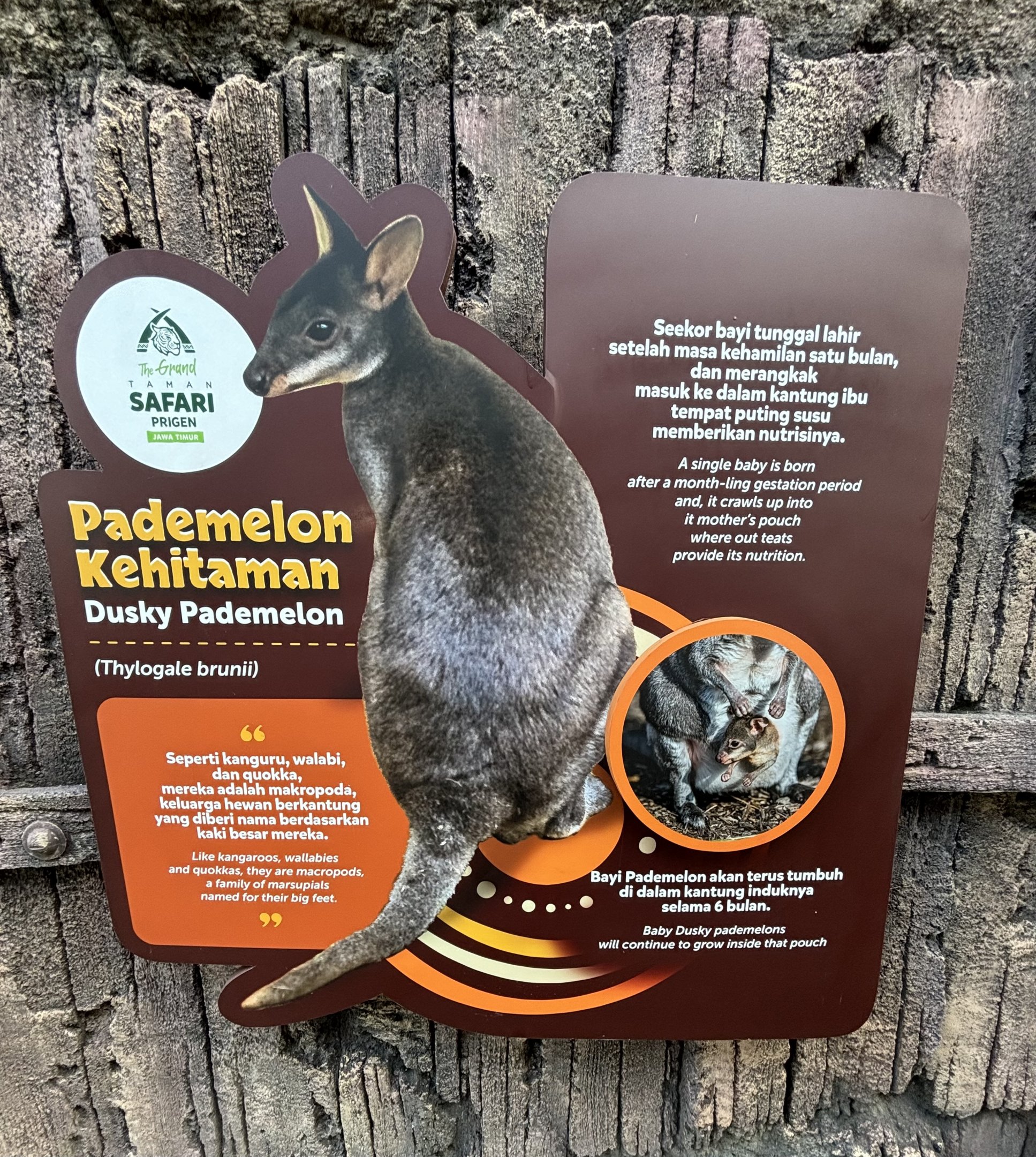 Walk-through Macropod Exhibit #1 Sign