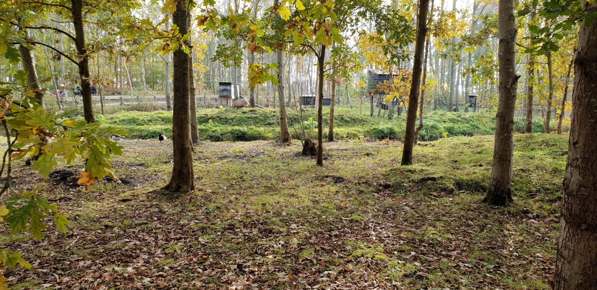 Walk-through monkey-island