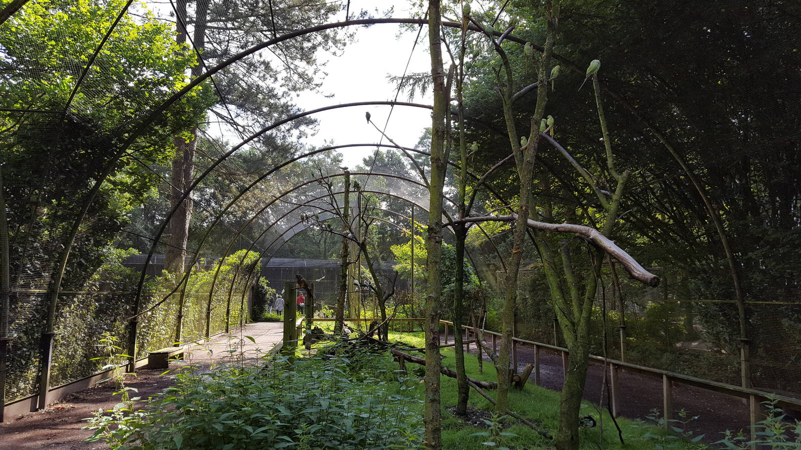 walk through parakeet aviary