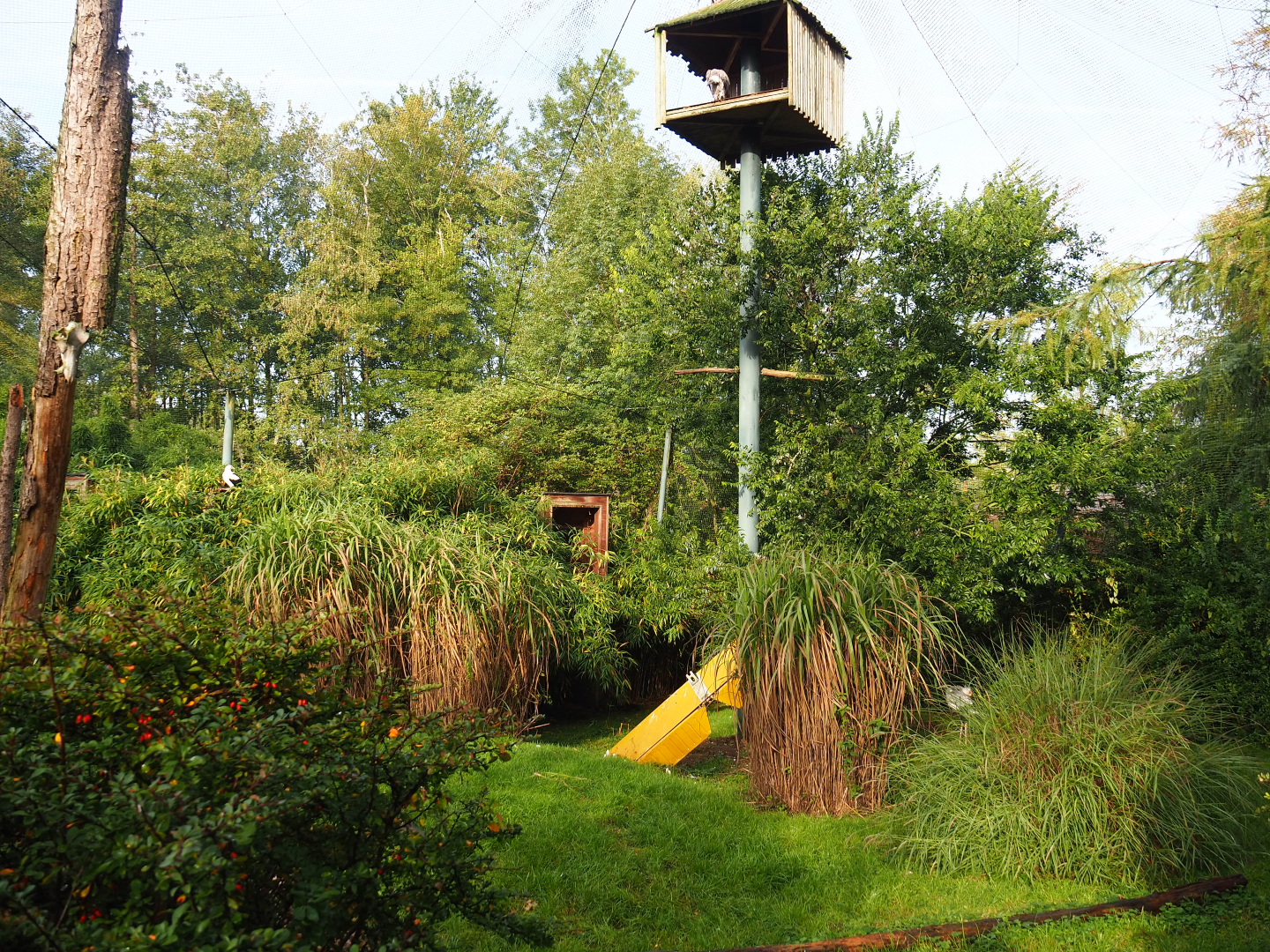 Walk-through raptor and vulture aviary, 2019-10-04