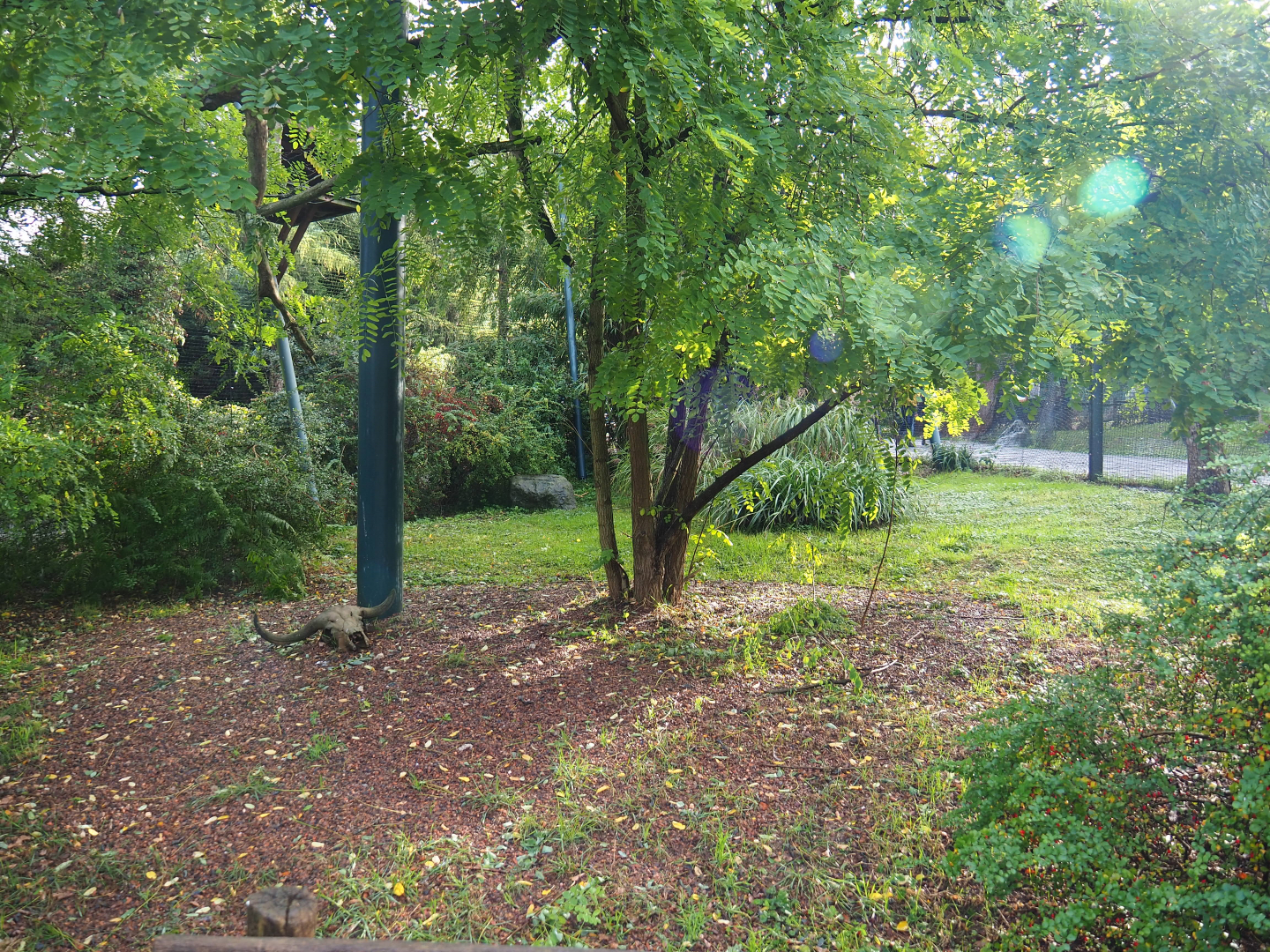 Walk-through raptor and vulture aviary, 2019-10-04