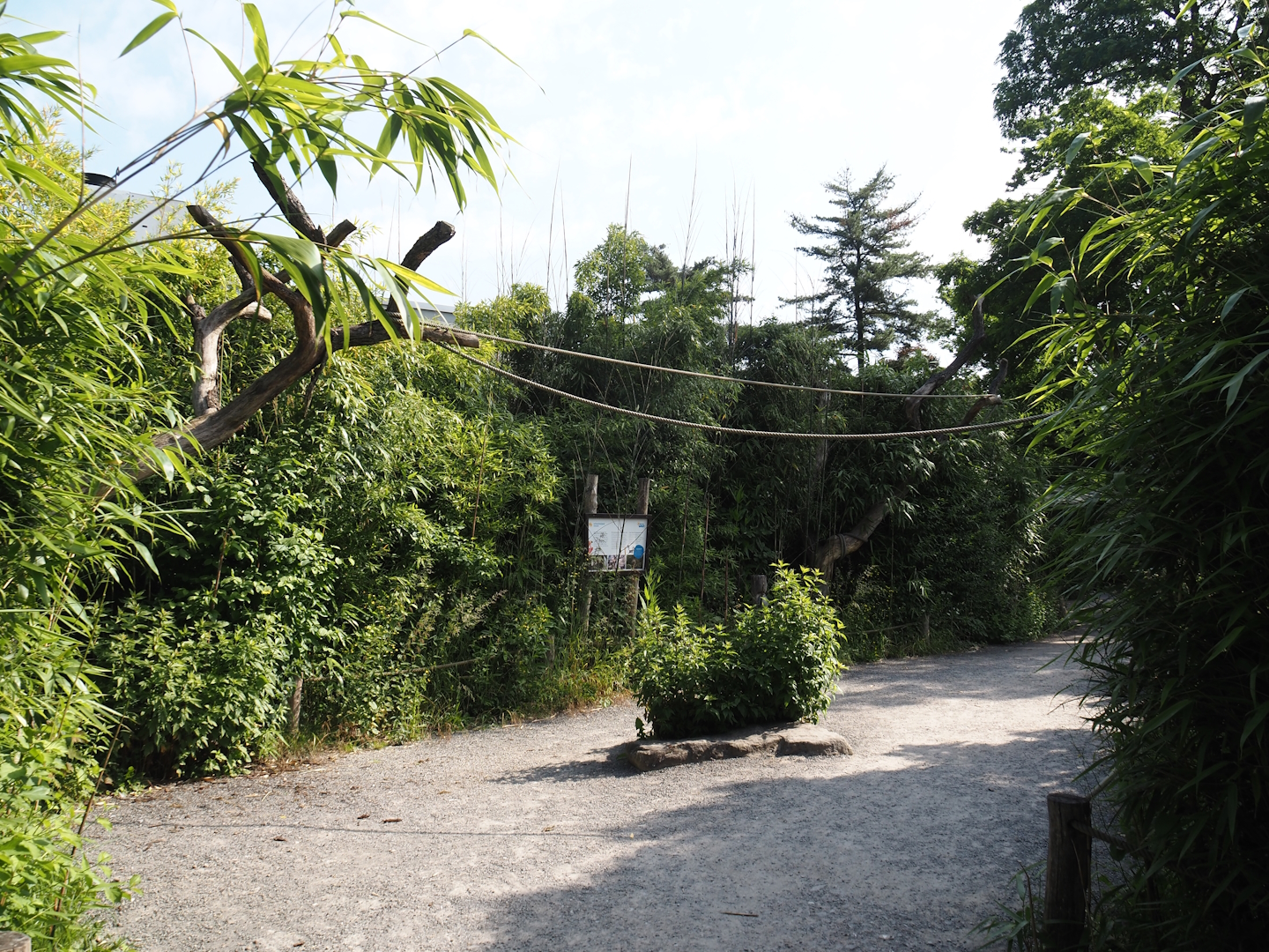Walk-through ring-tailed lemur and black-and-white ruffed lemur island, 2024-06-08