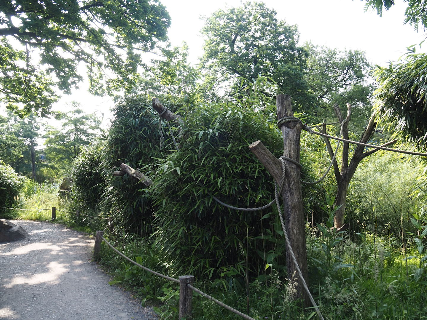 Walk-through ring-tailed lemur and black-and-white ruffed lemur island, 2024-06-08