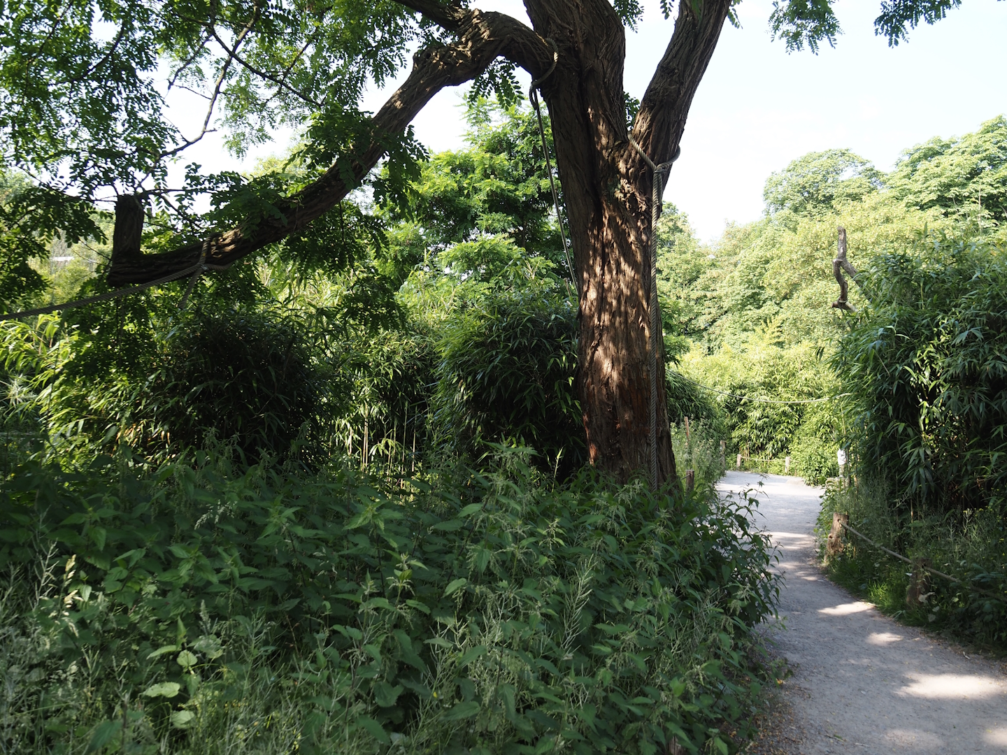 Walk-through ring-tailed lemur and black-and-white ruffed lemur island, 2024-06-08
