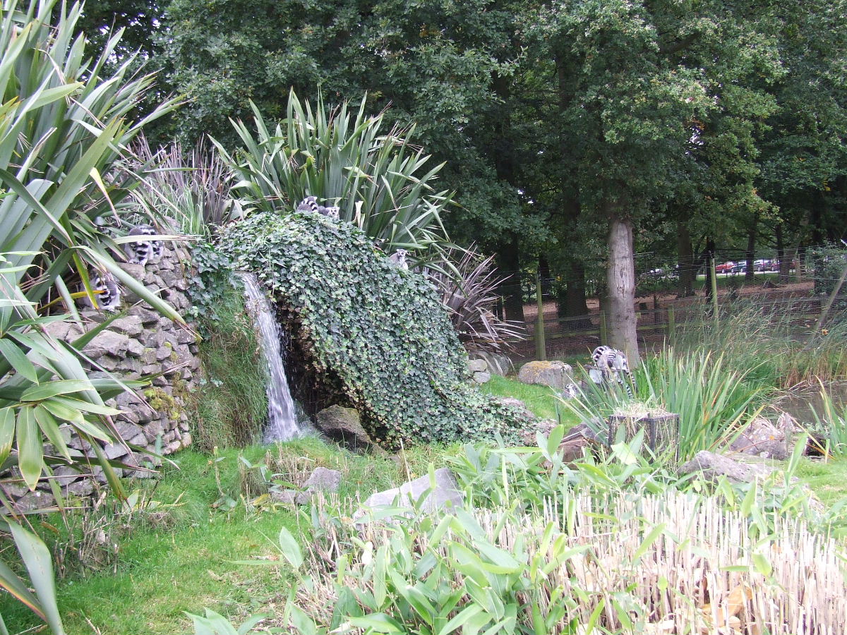 Walk-through Ring-tailed Lemur enclosure