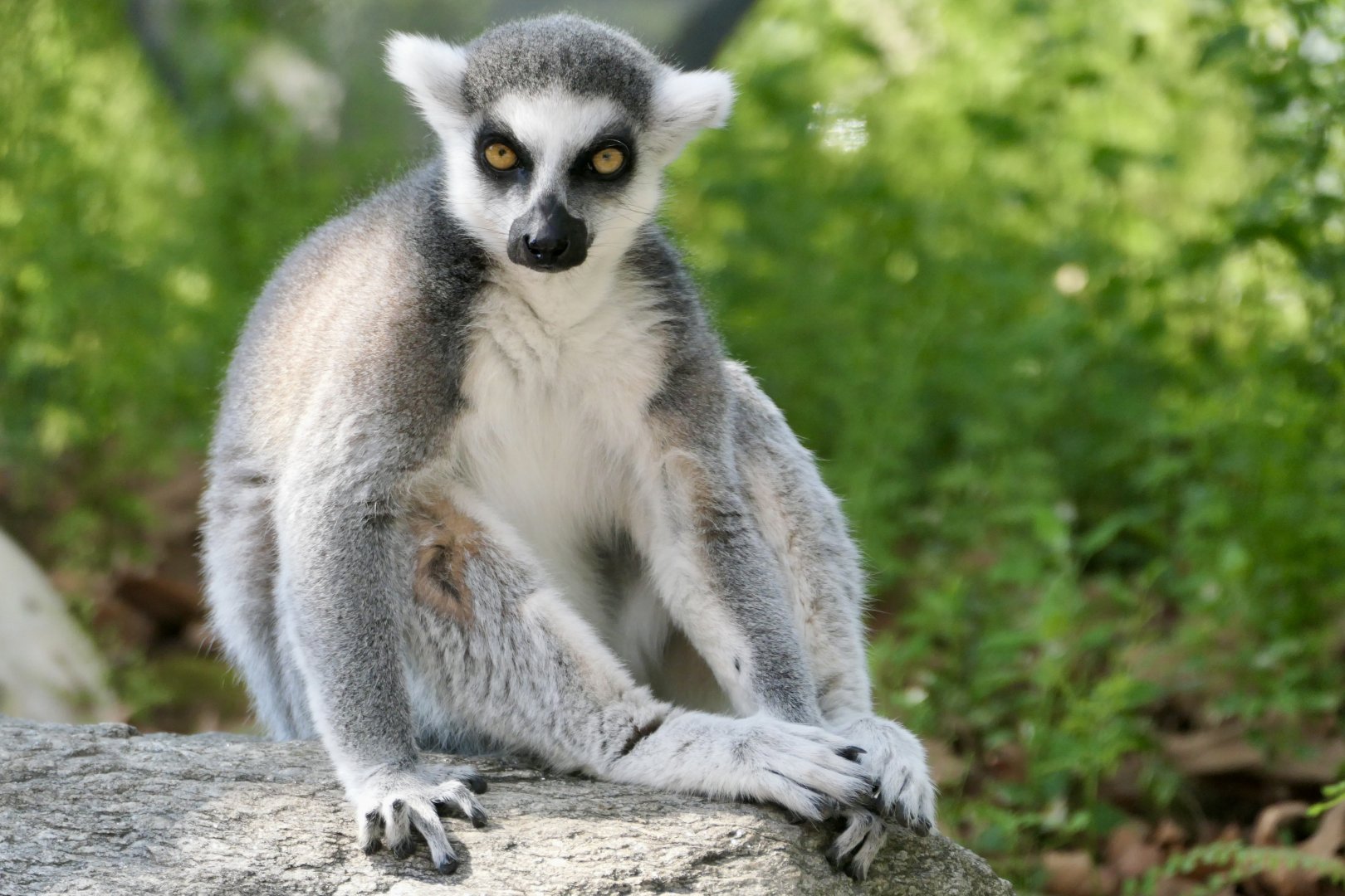 Walk-through Ring-tailed Lemur exhibit - Lemur catta - PECO Primate Reserve