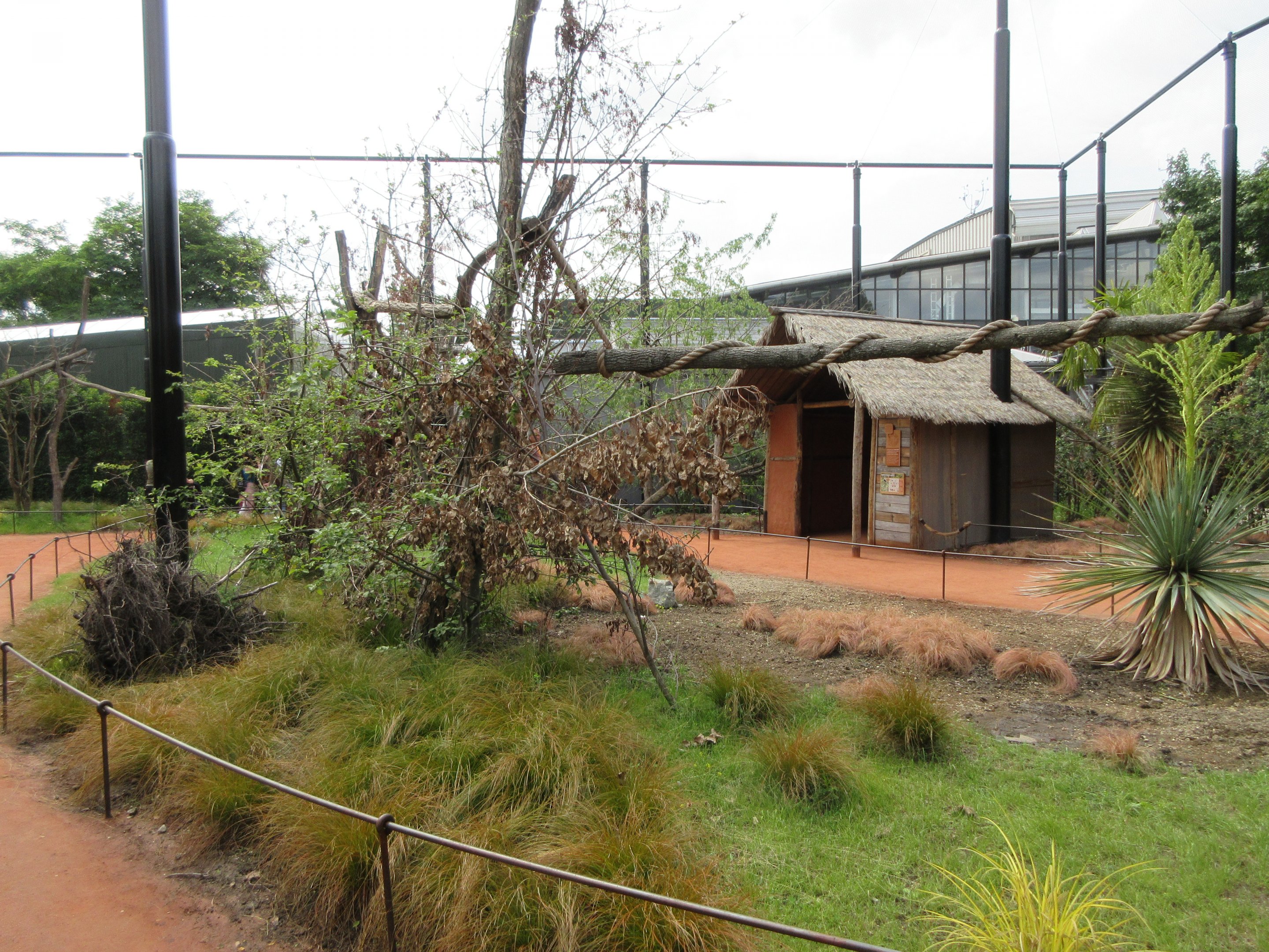 Walk-through Ring-tailed Lemur Exhibit