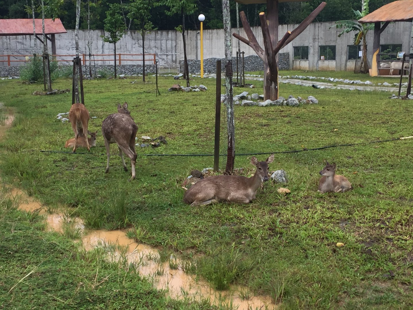 Walk-through Sambar Exhibit