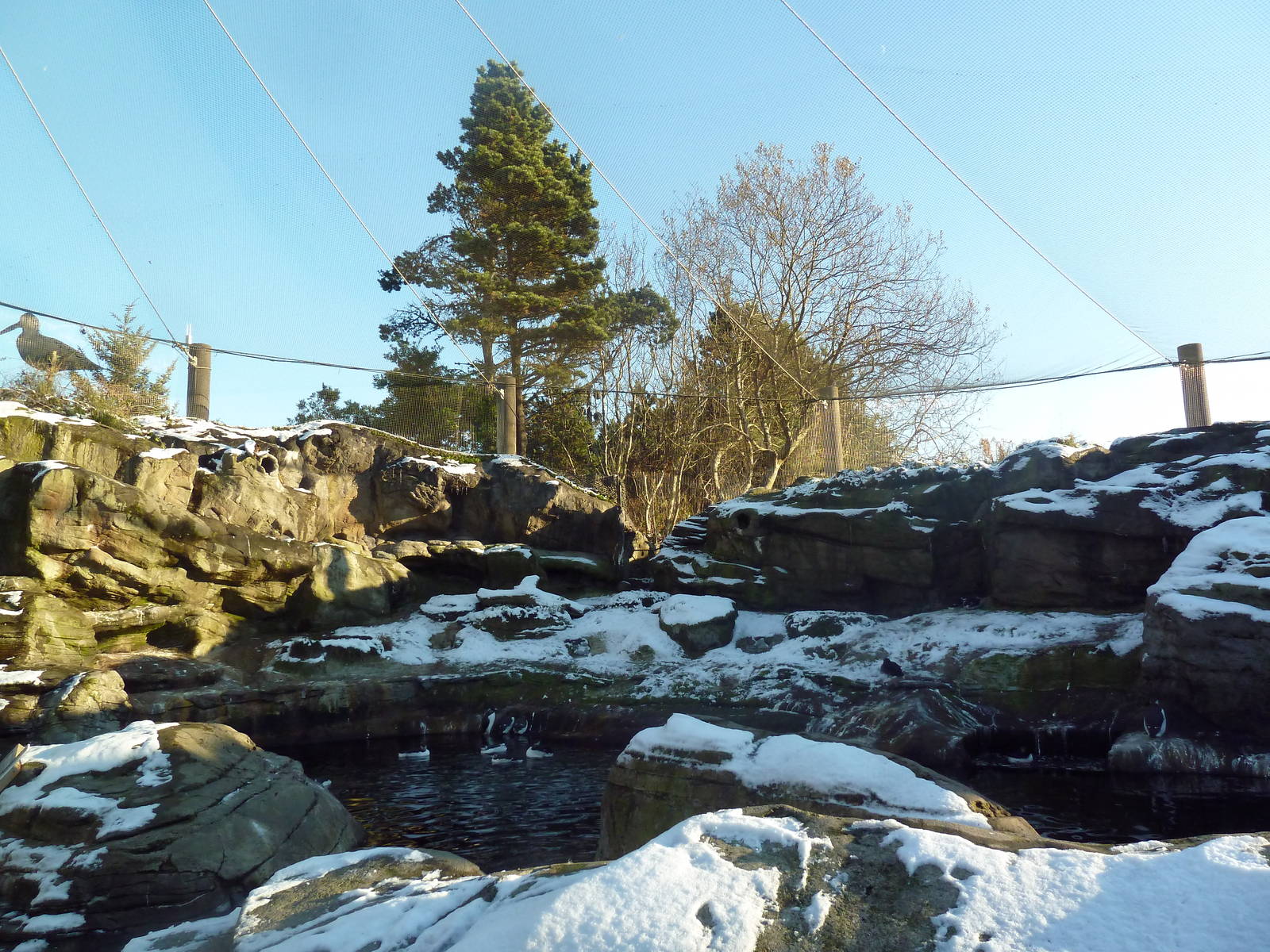 Walk-Through Seabird Aviary (6 Species)
