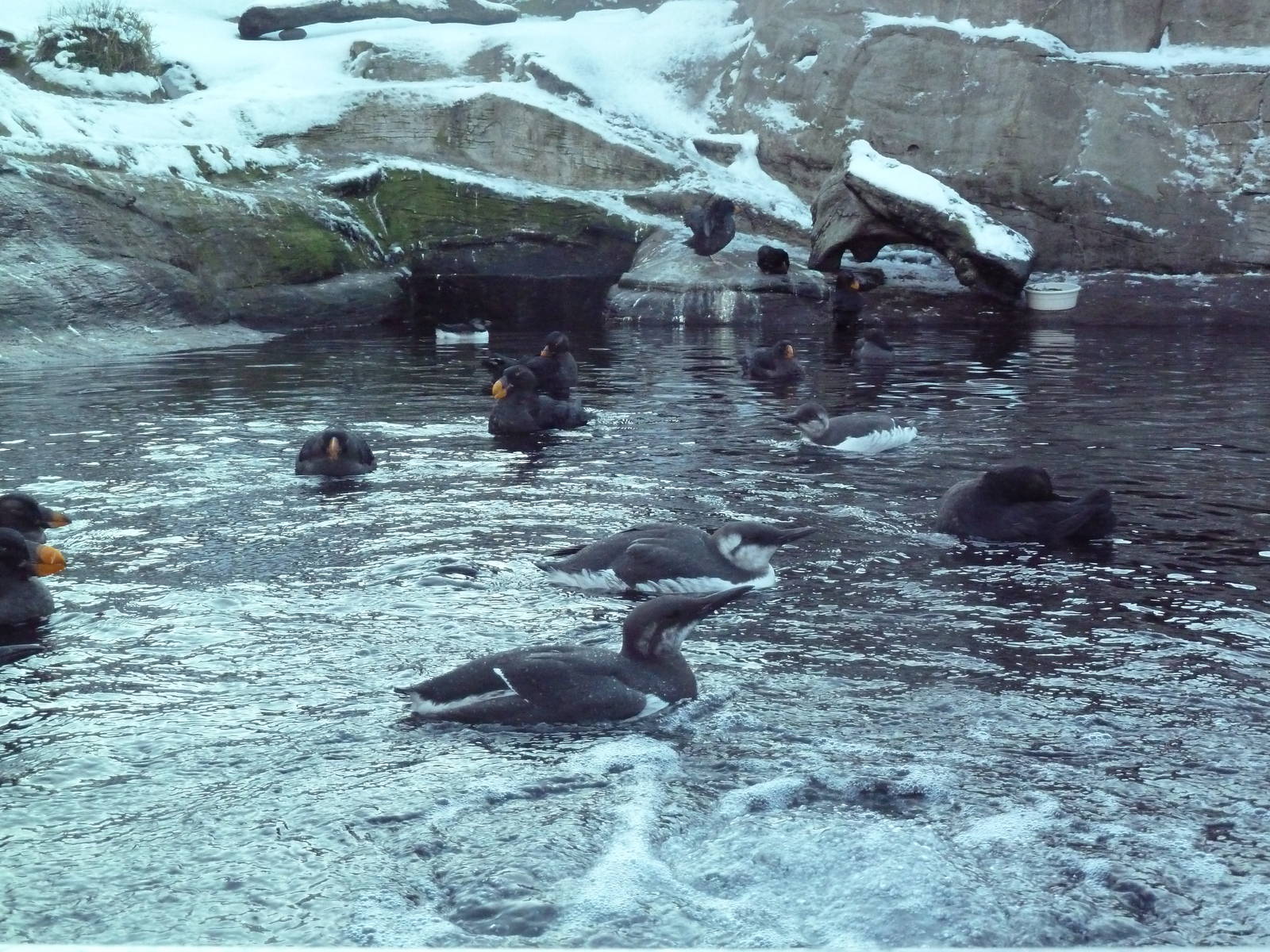 Walk-Through Seabird Aviary (6 Species)