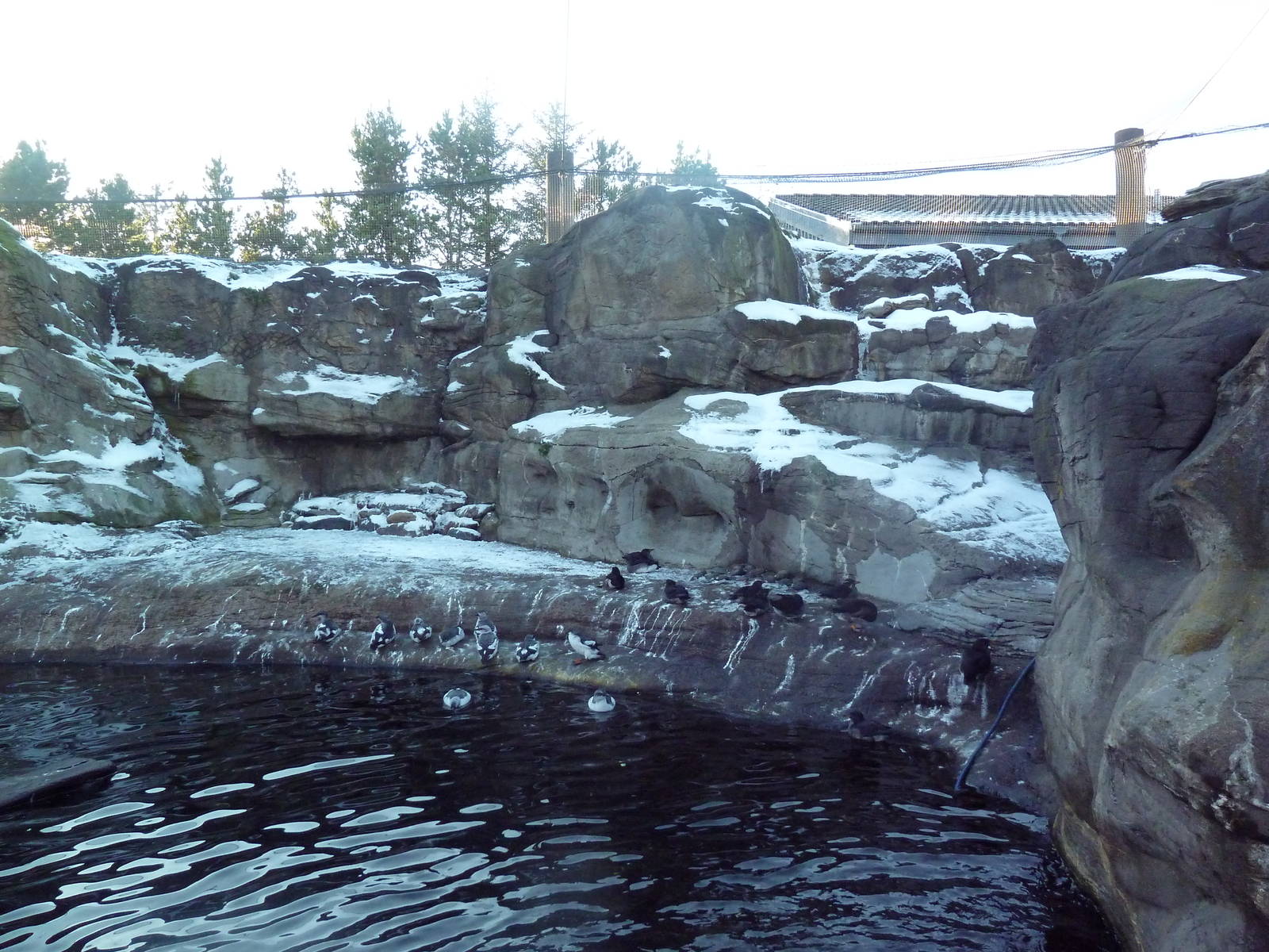 Walk-Through Seabird Aviary (6 Species)