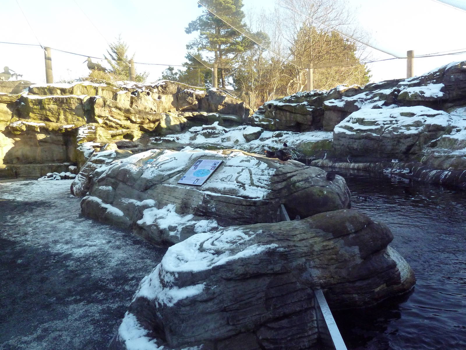 Walk-Through Seabird Aviary (6 Species)