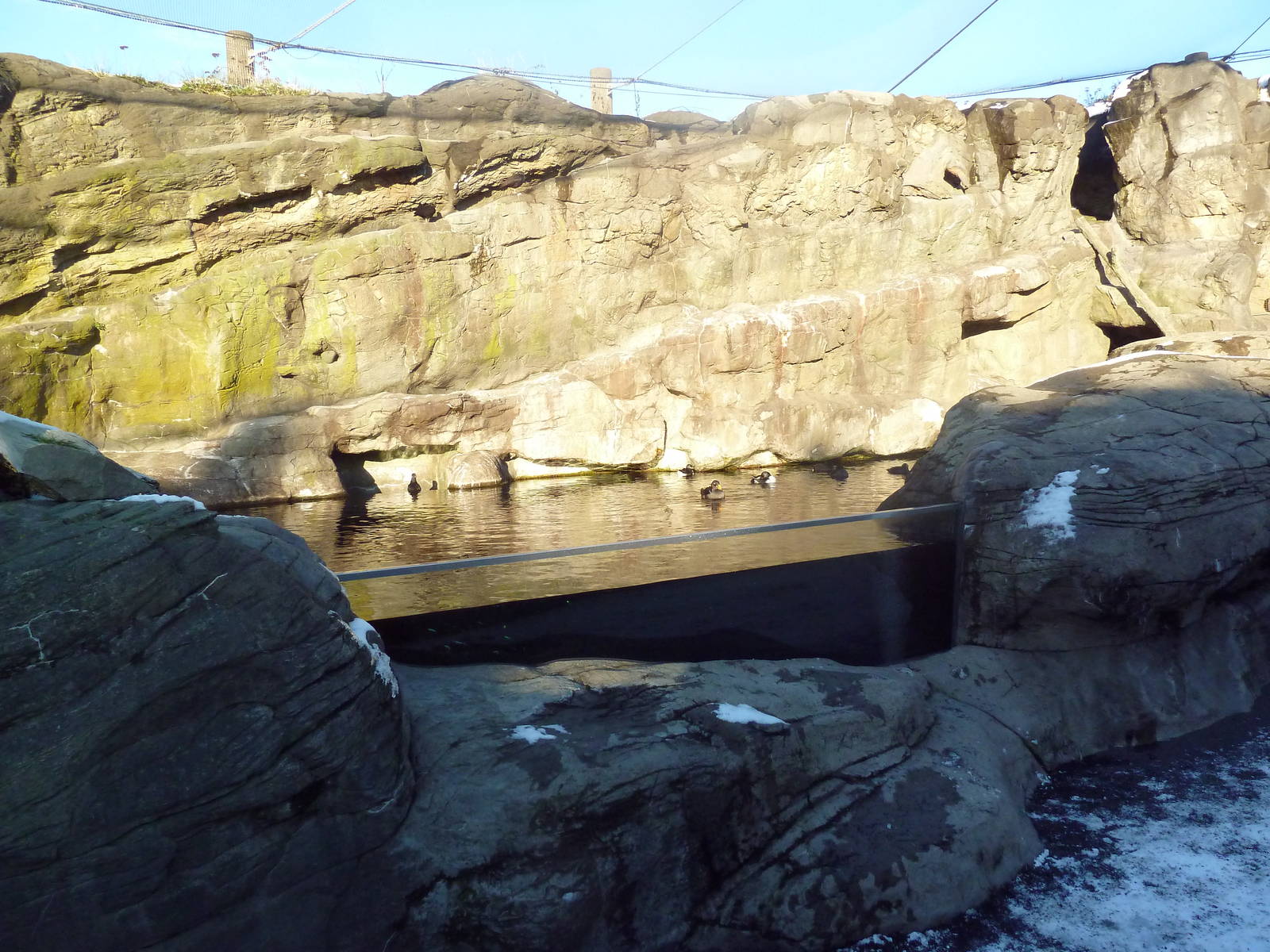 Walk-Through Seabird Aviary (6 Species)