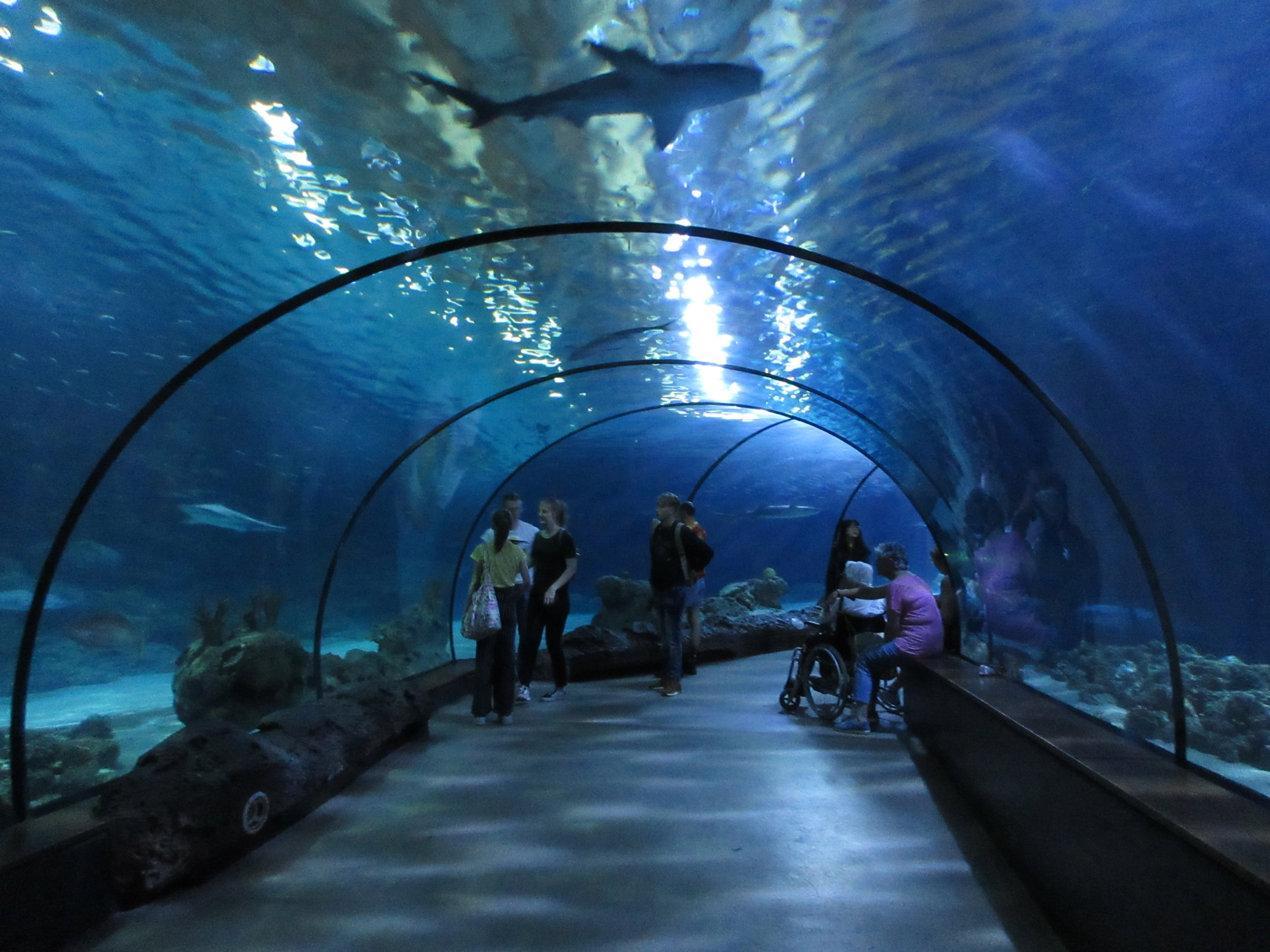 Walk-through Shark Tunnel