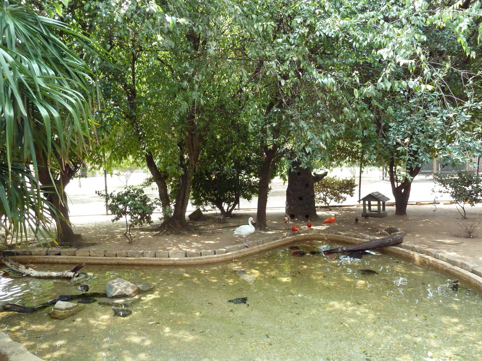 Walk-Through South American Aviary