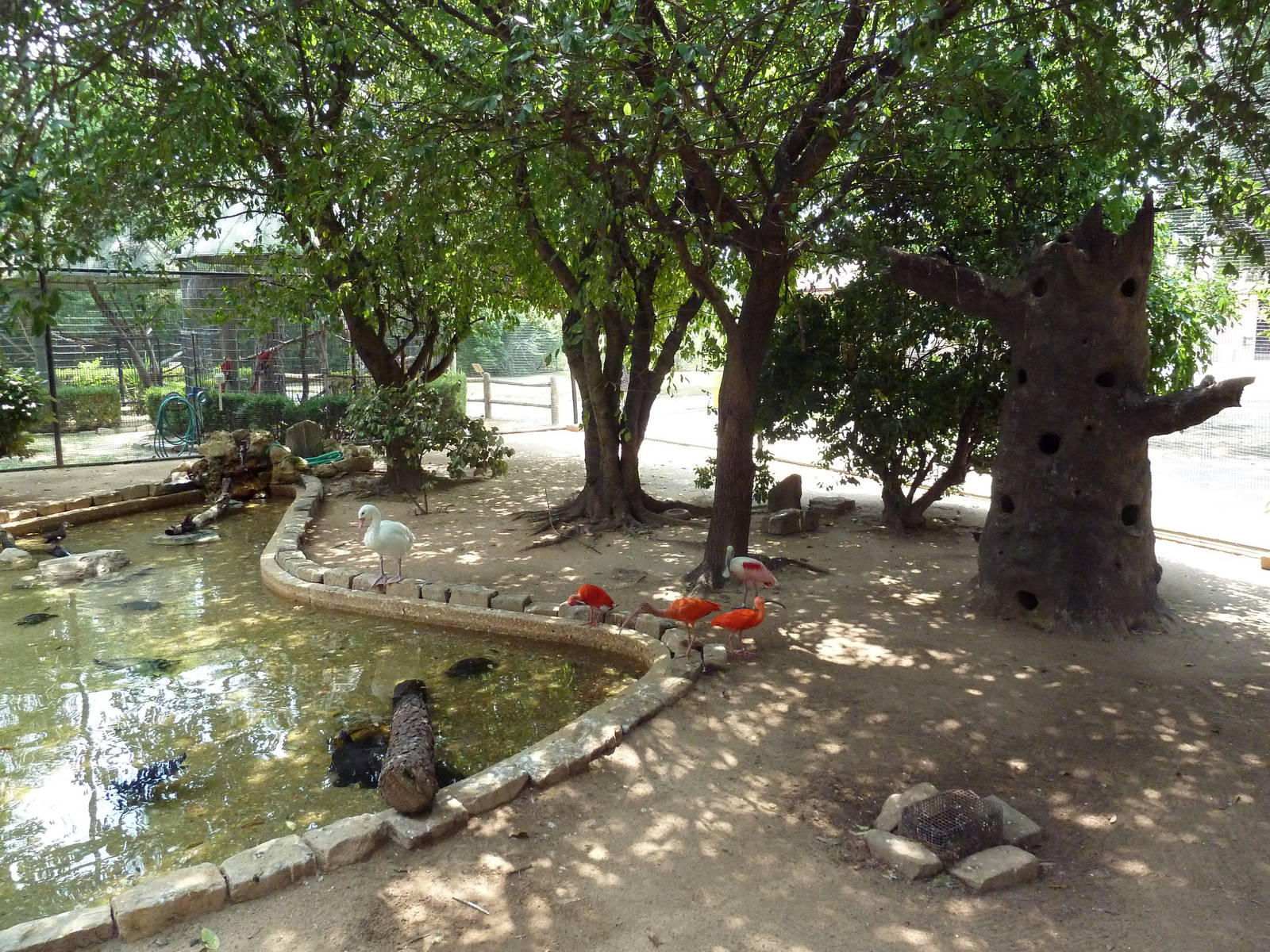 Walk-Through South American Aviary