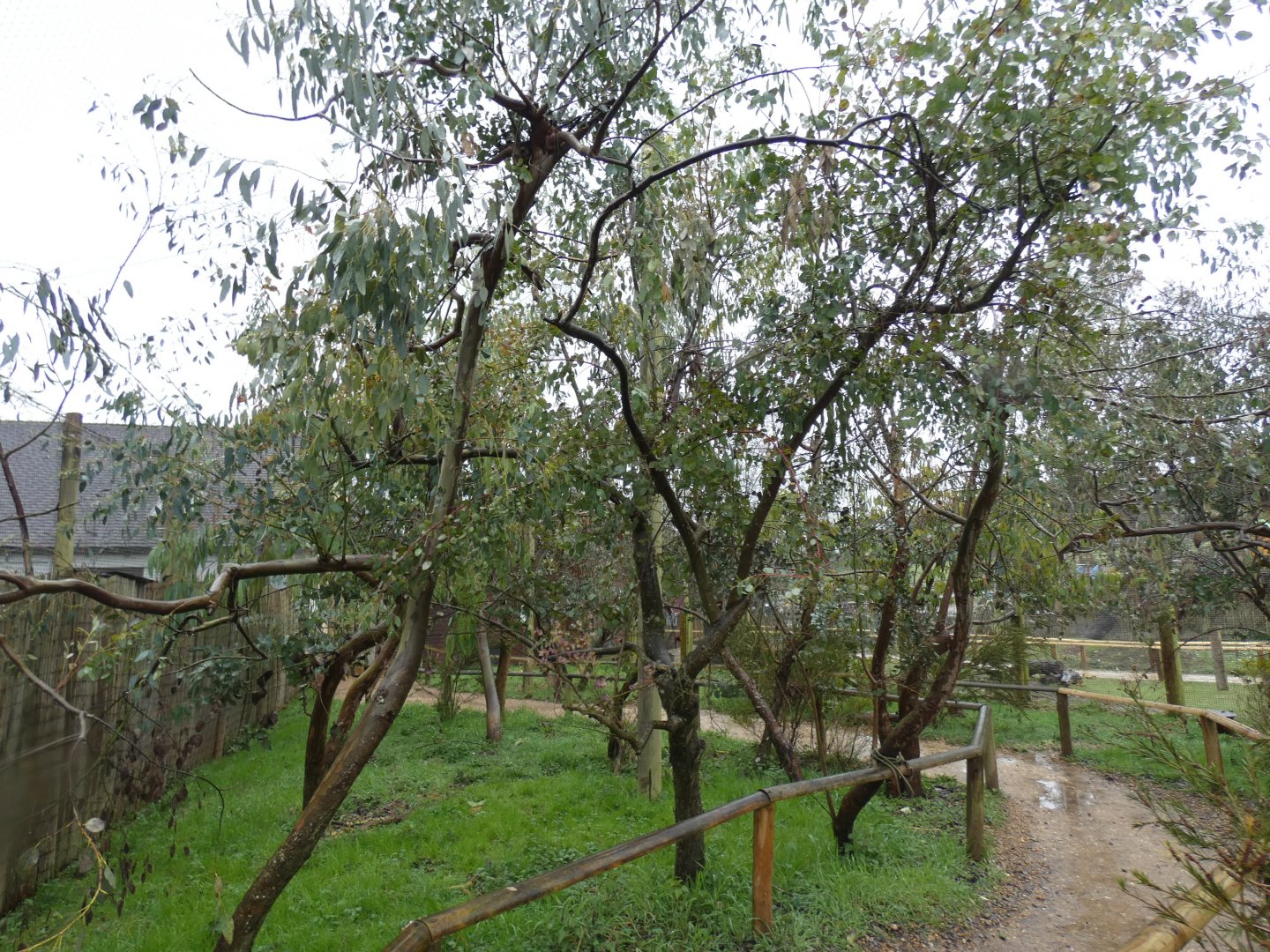 Walk-through Sunda Wrinkled Hornbill Enclosure