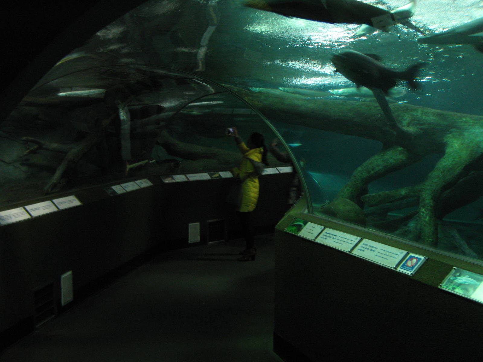 walk-through tank for big South American fish