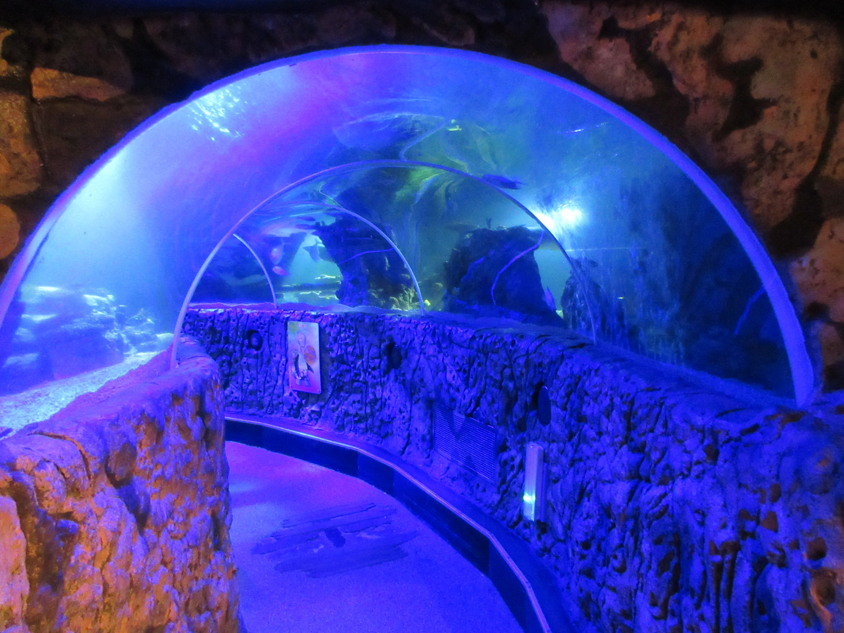 Walk-through Tunnel Exhibit