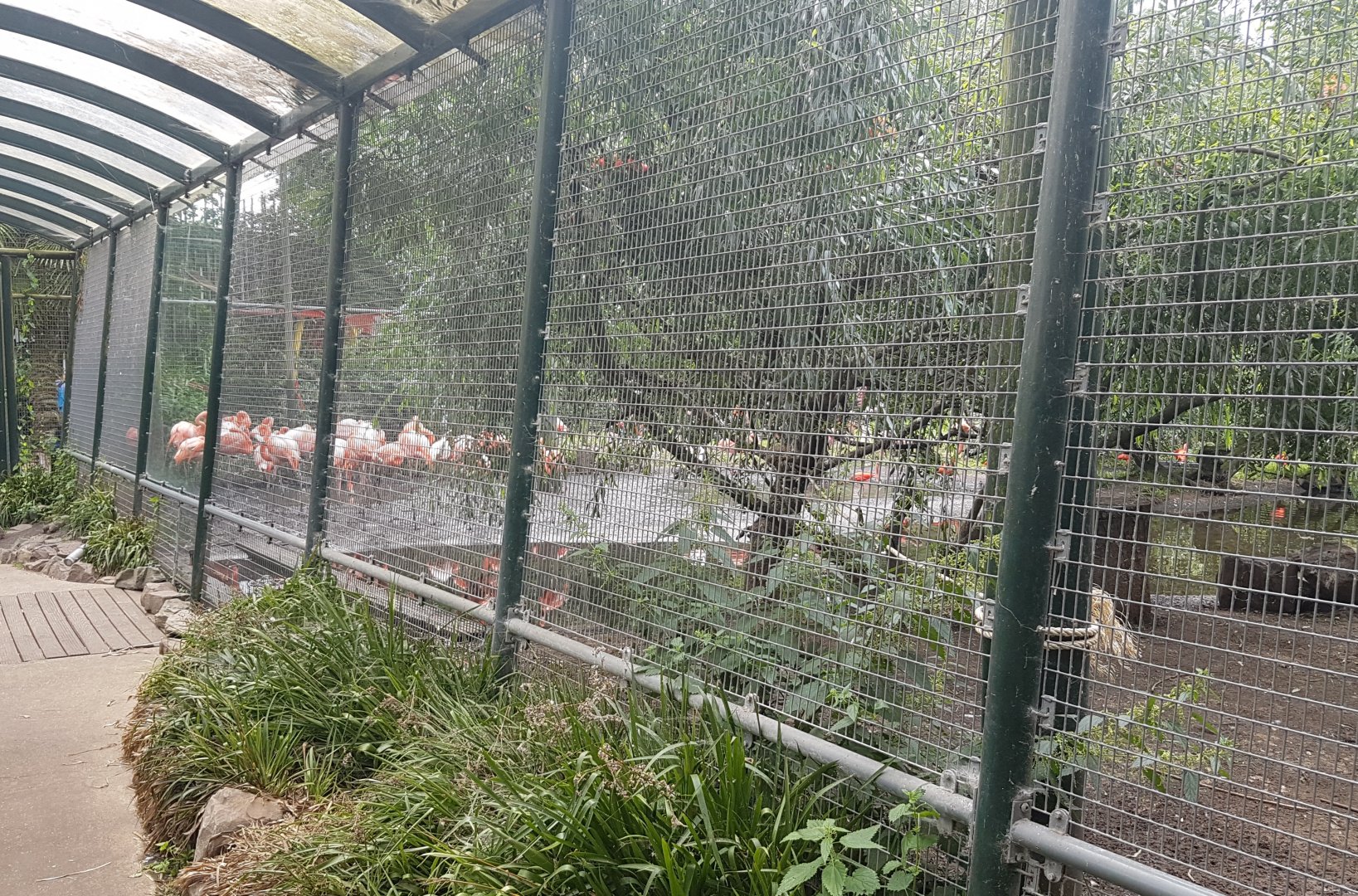 Walk-through tunnel Flamingo - Ibis - Macaw aviary