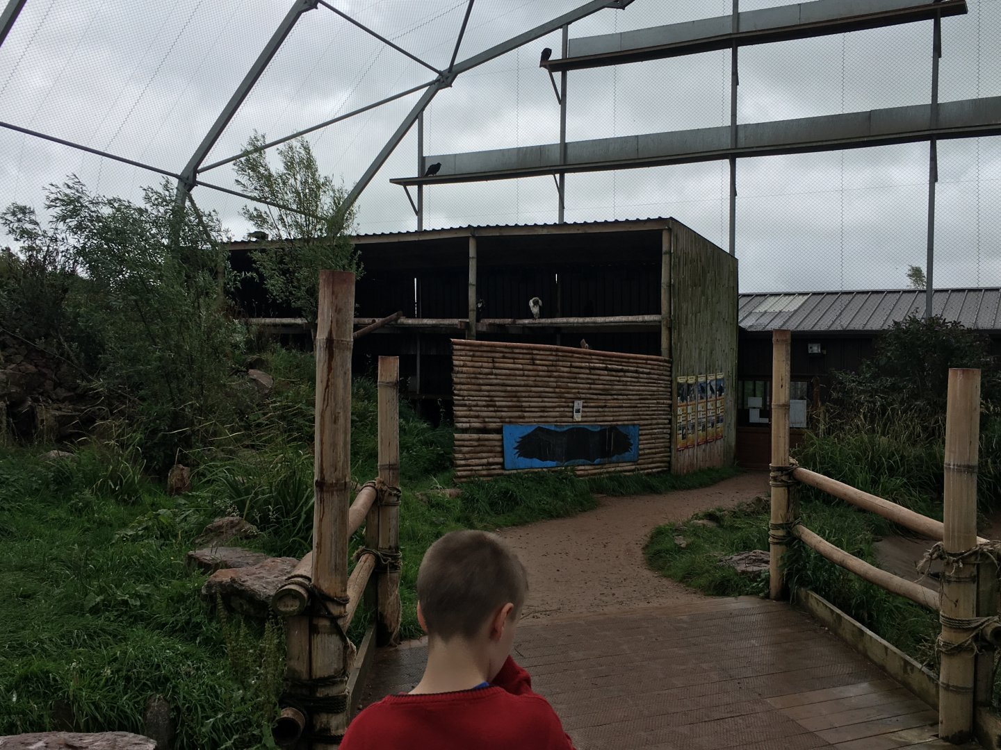 Walk through vulture aviary 030817