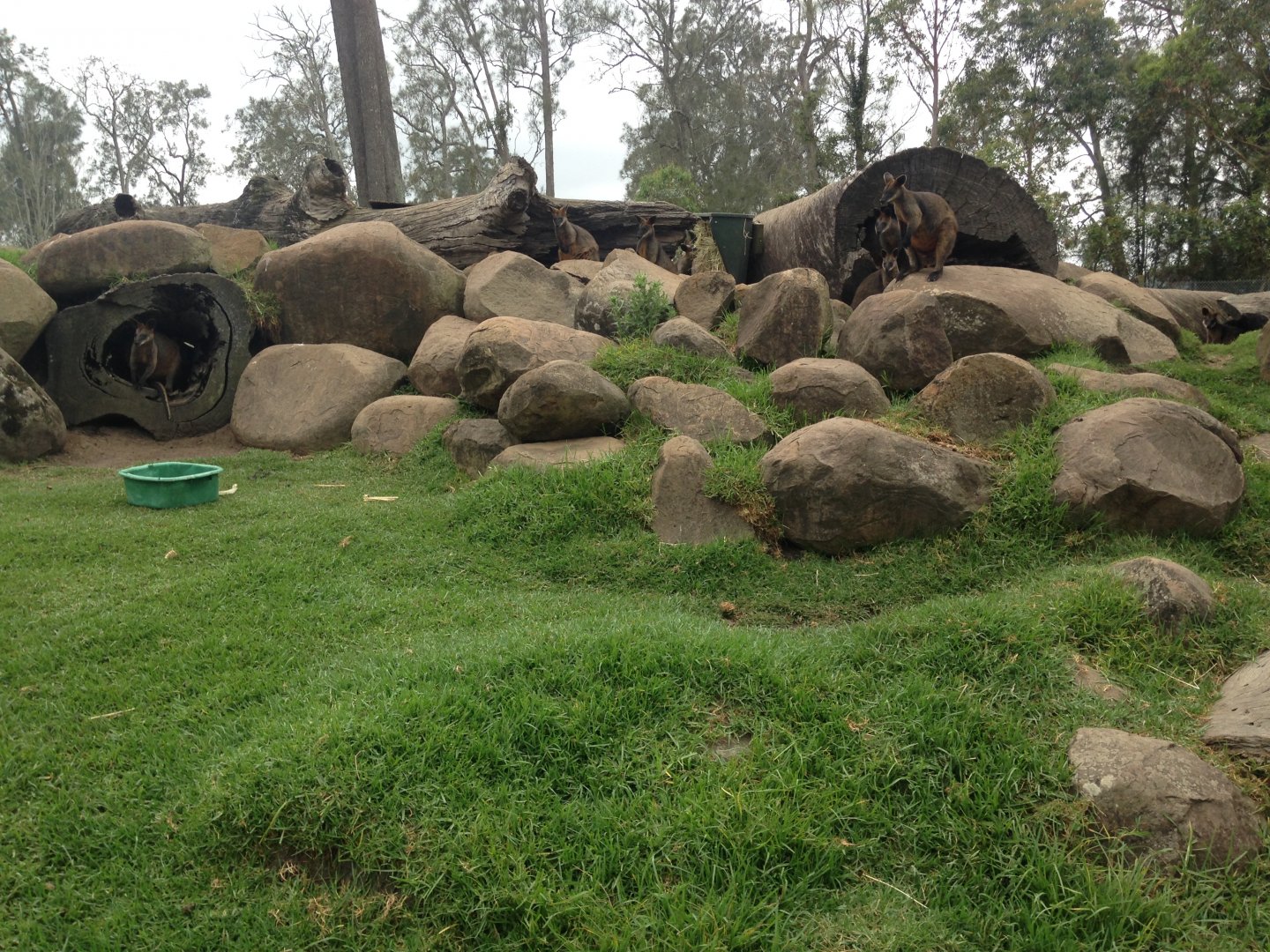 Walk-through wallaby enclosure