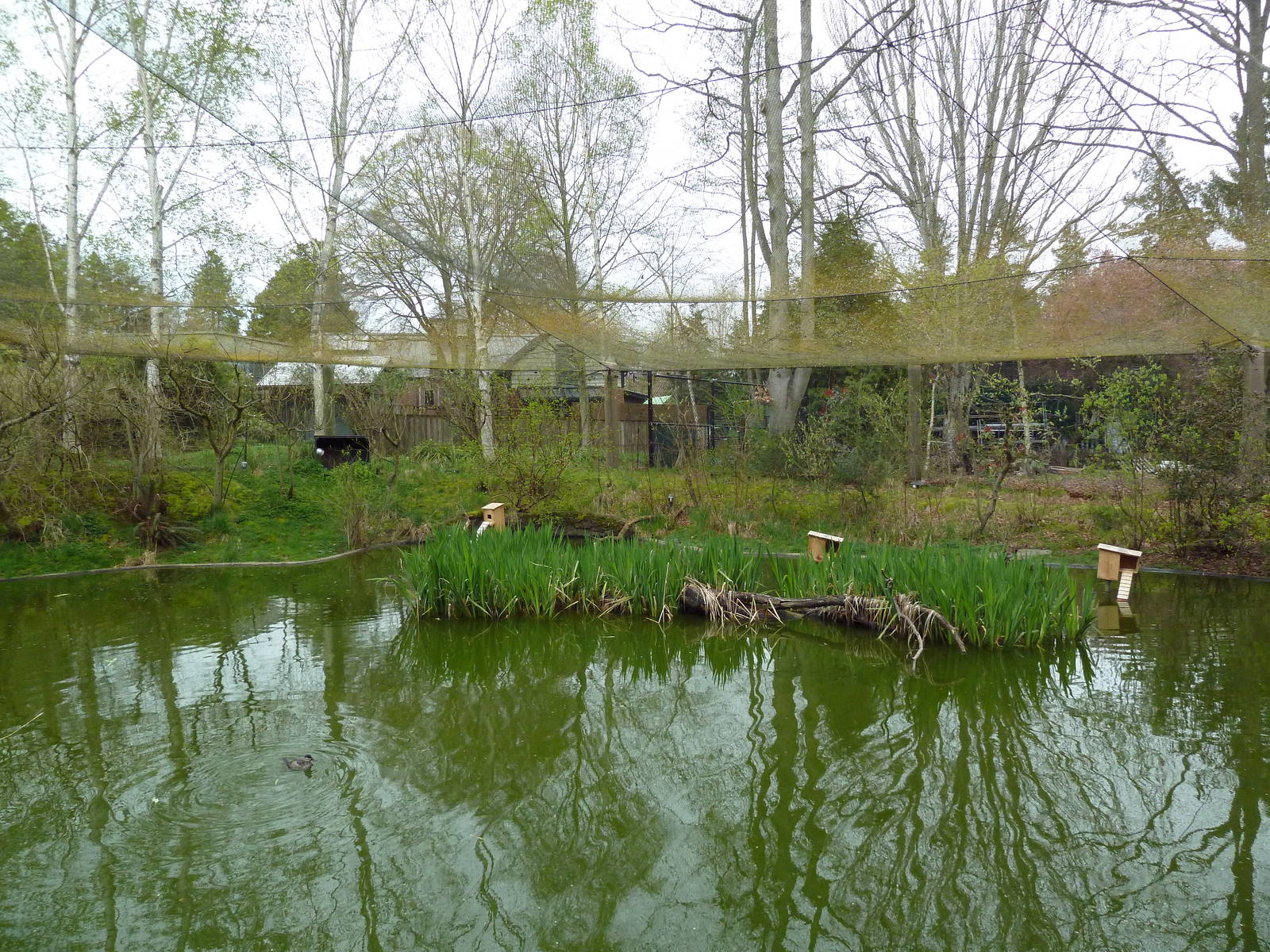 Walk-Through Waterfowl Aviary (13 Species)