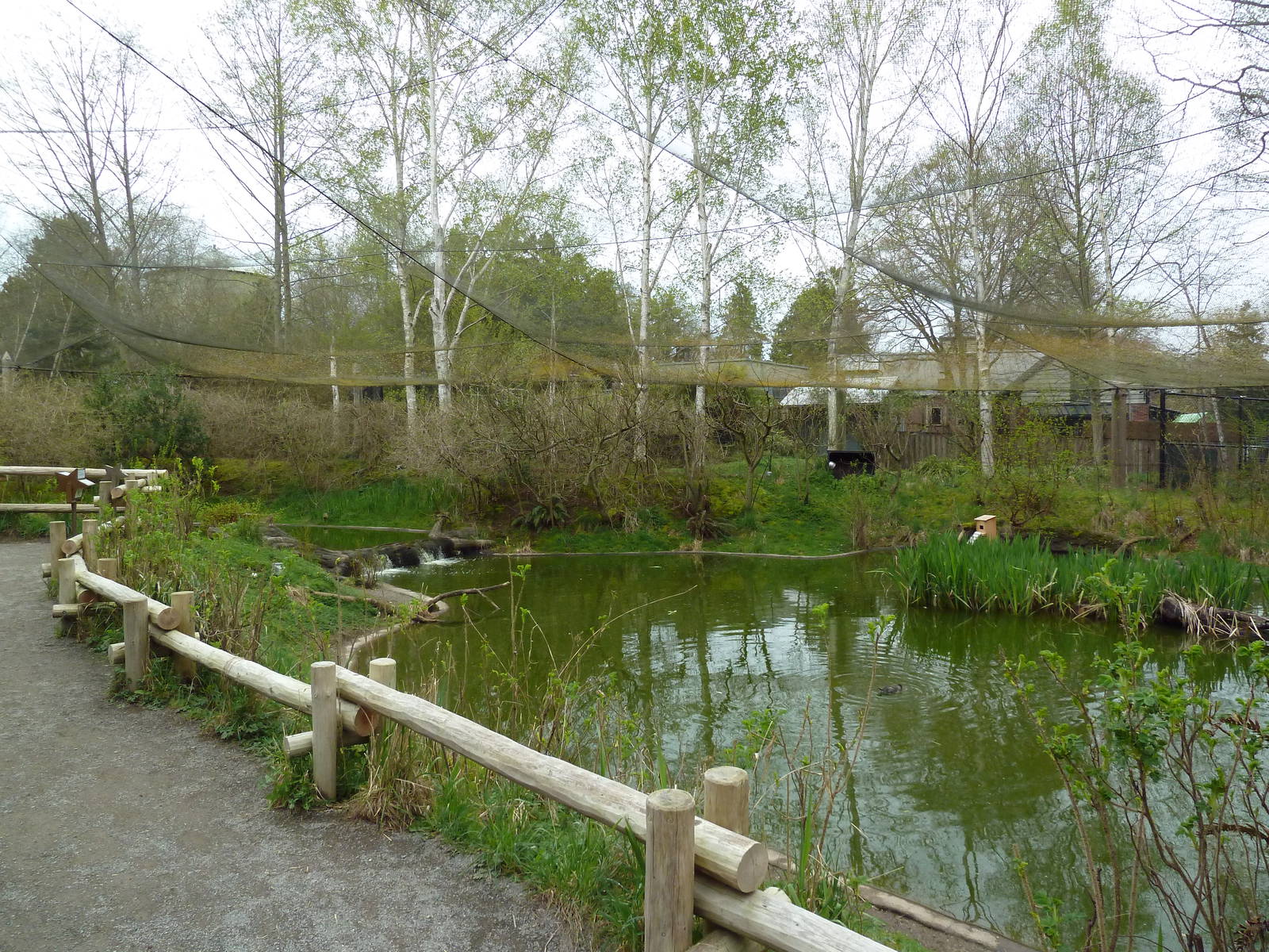 Walk-Through Waterfowl Aviary (13 Species)