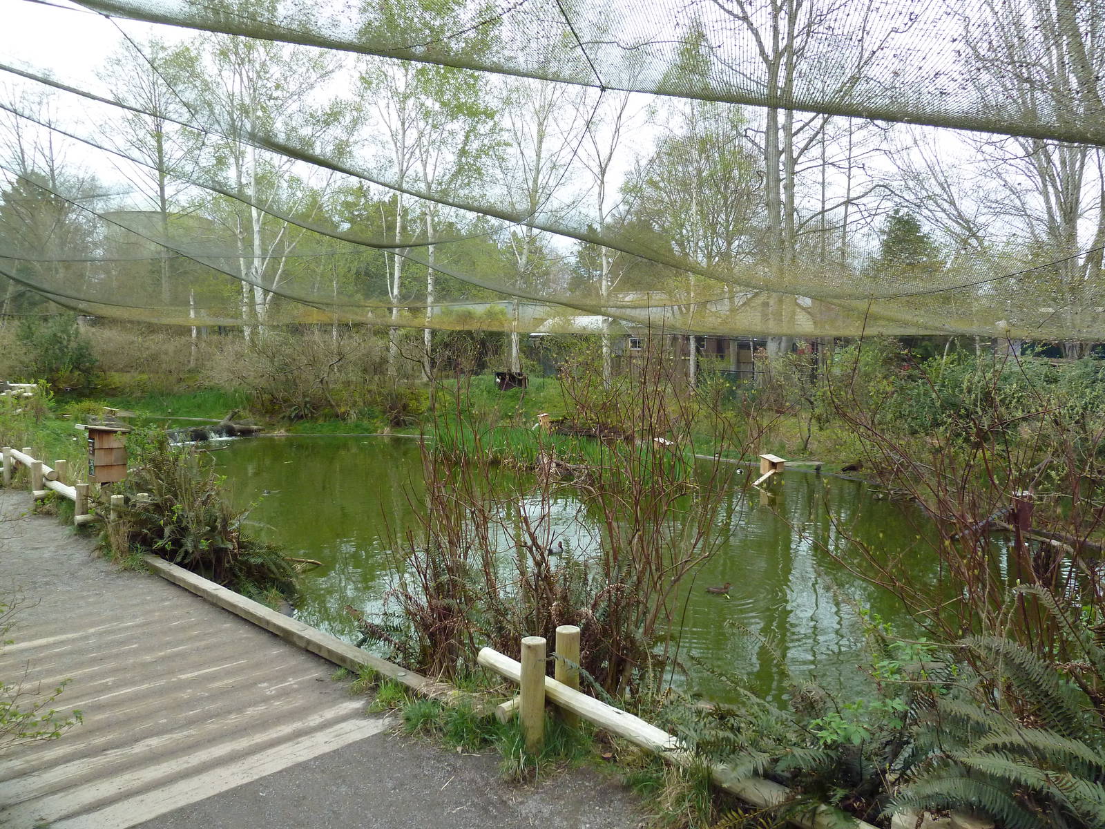 Walk-Through Waterfowl Aviary (13 Species)