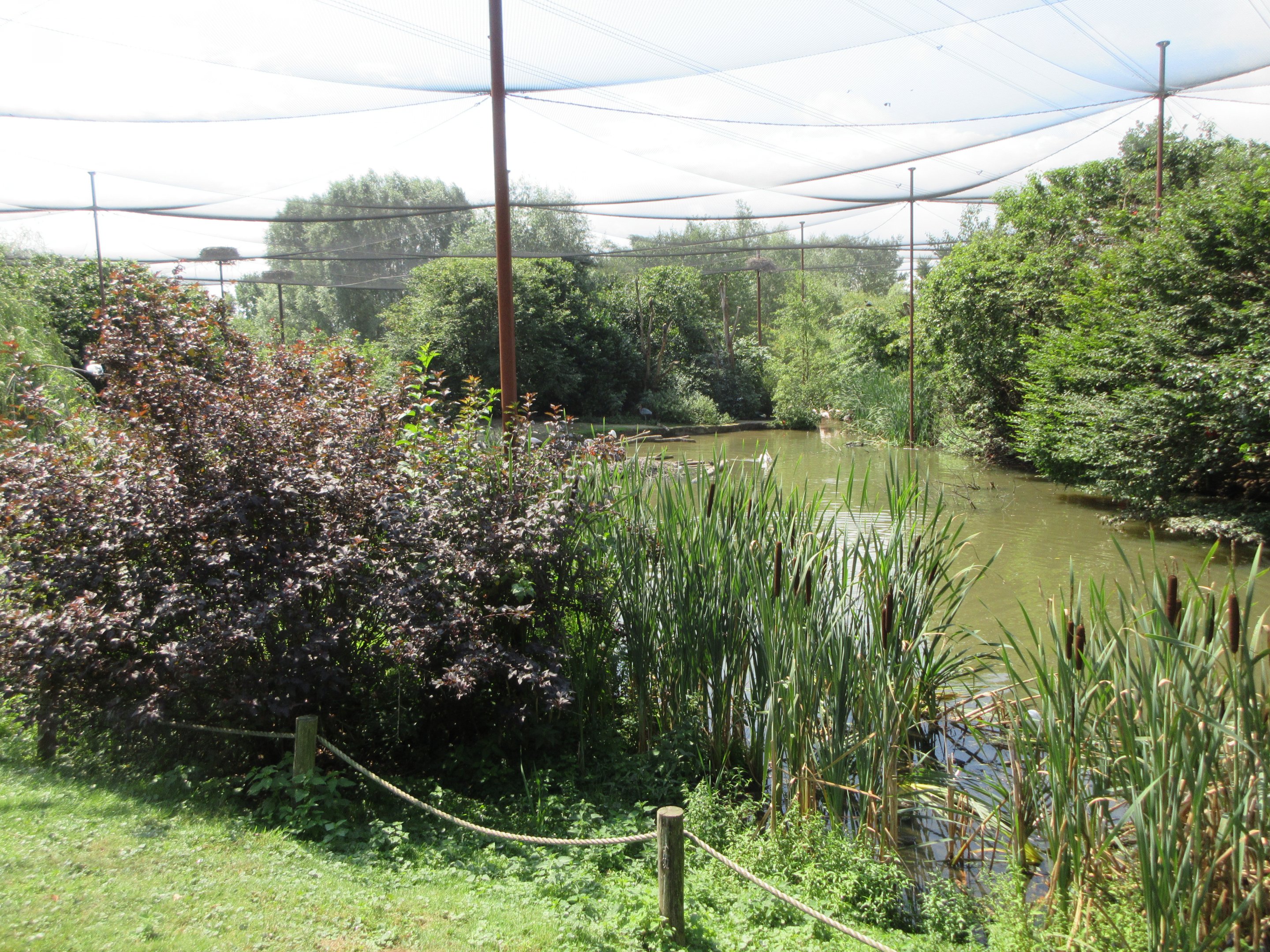Walk-through Waterfowl Aviary - enormous!