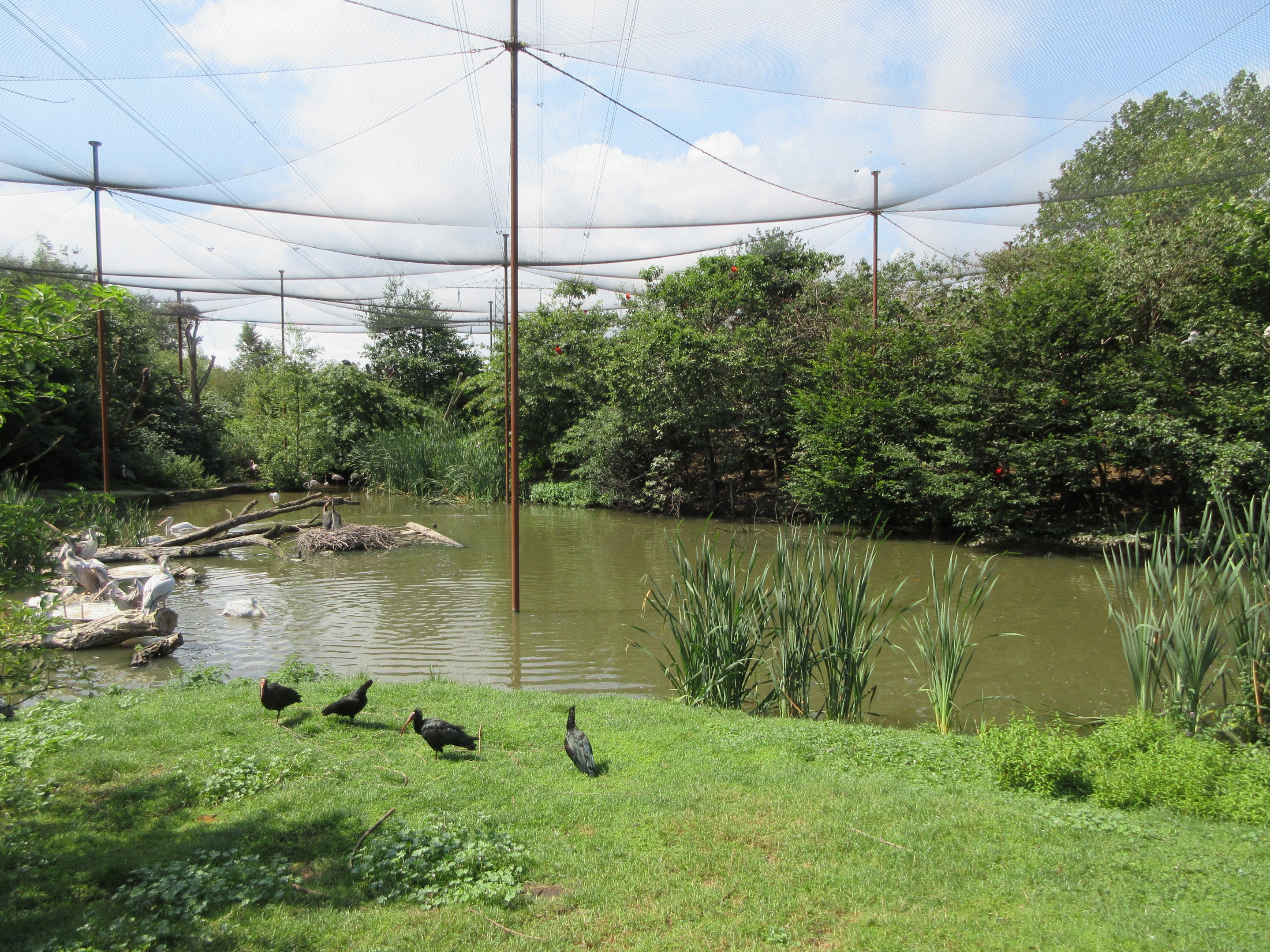 Walk-through Waterfowl Aviary - enormous!
