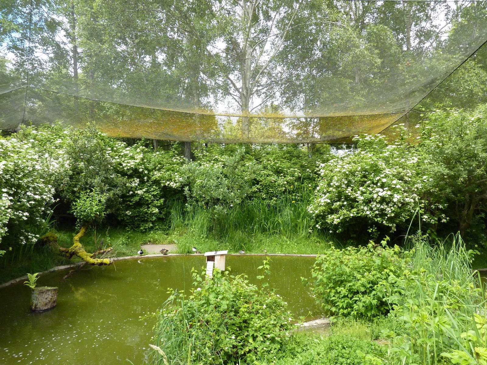 Walk-Through Waterfowl Aviary