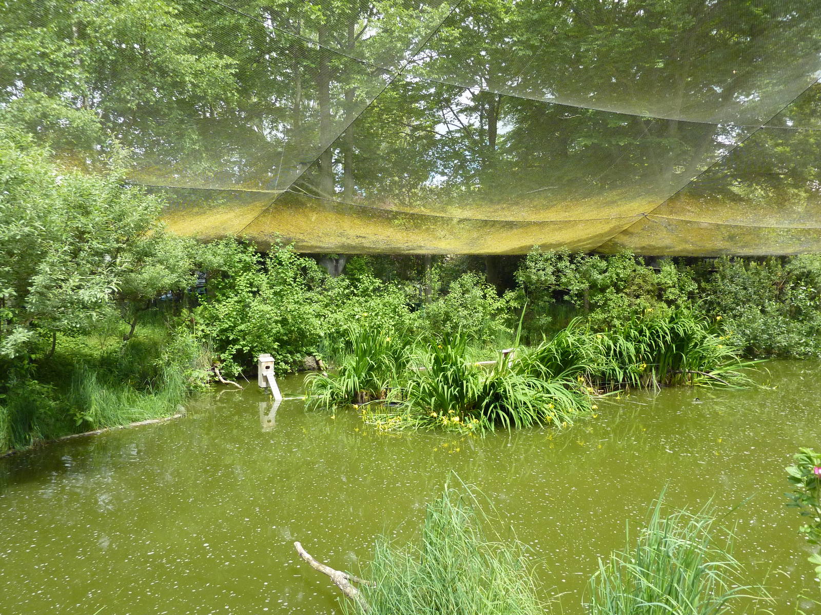 Walk-Through Waterfowl Aviary