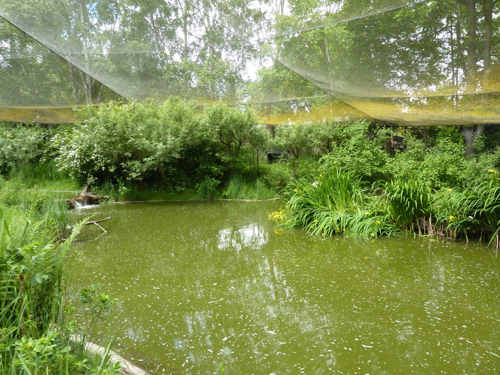 Walk-Through Waterfowl Aviary