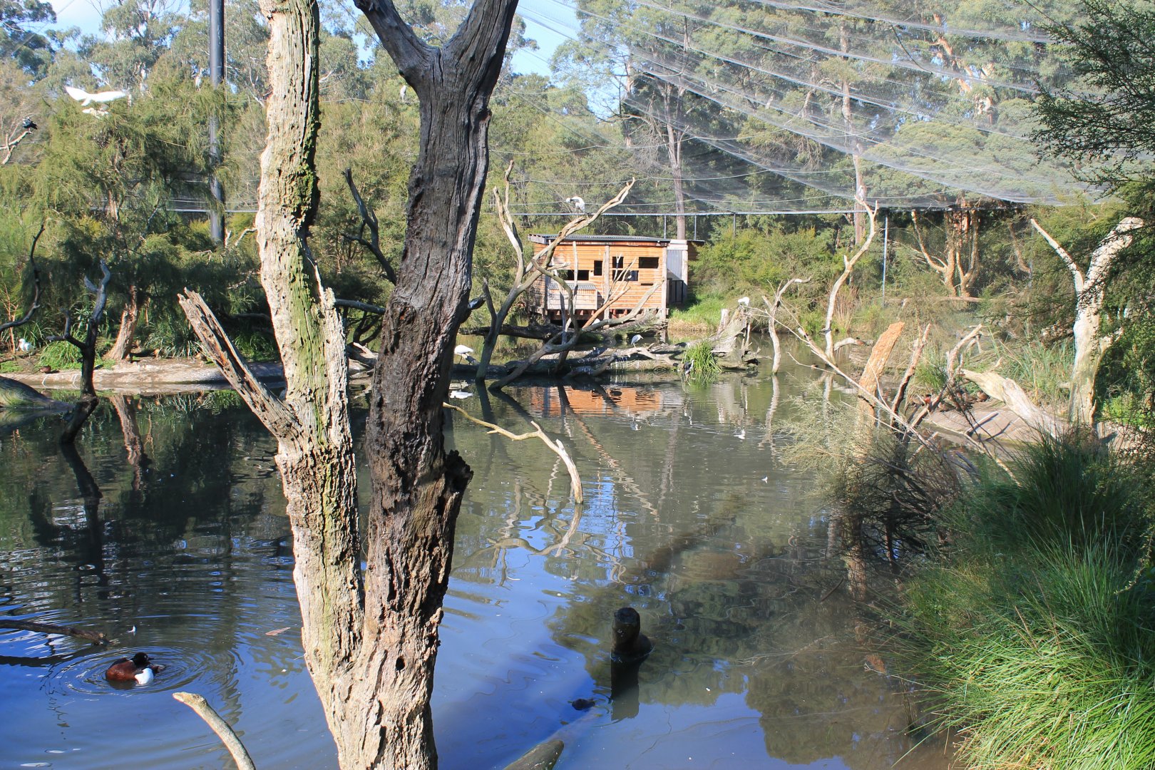 walk-through Wetland Aviary