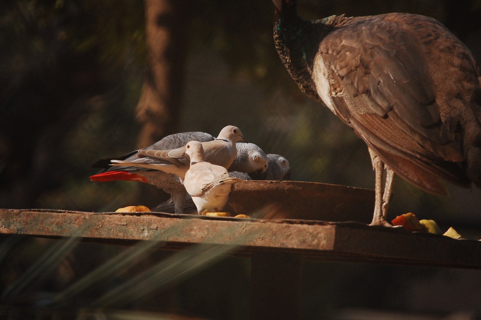 Walk-thru aviary feeding perch - Lahore zoo 17/11/2019