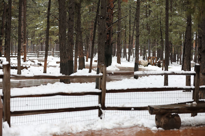 walk-thru farm animals