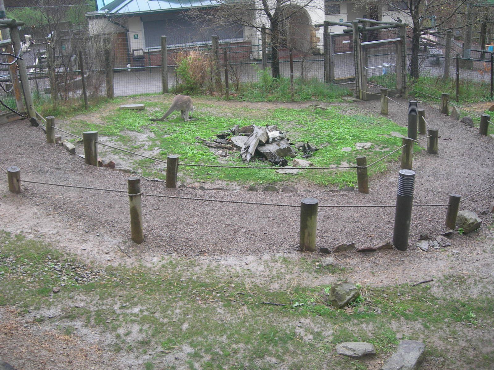 walk thru kangaroo yard in kids kingdom