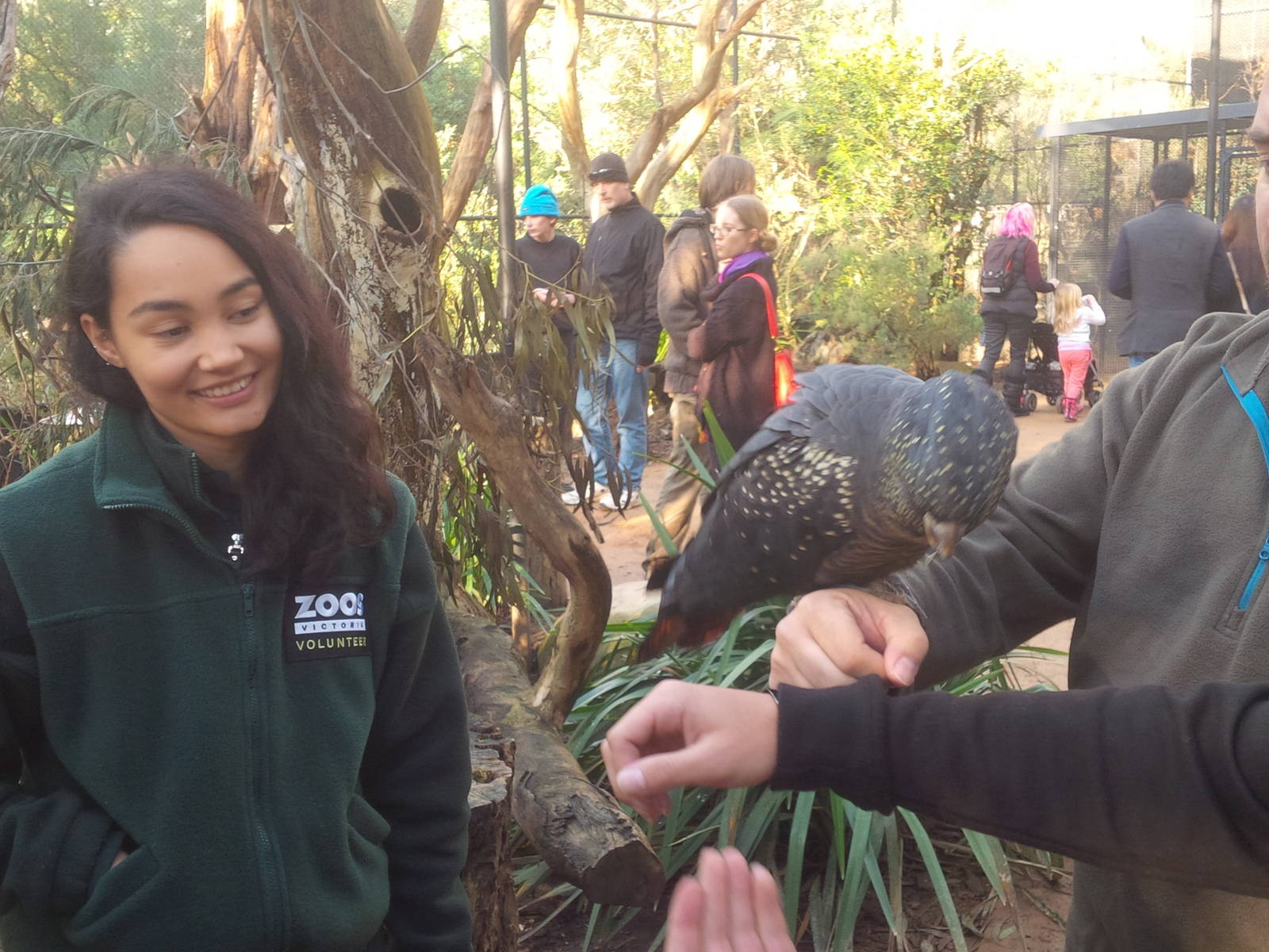 Walk thru Parrot avairy