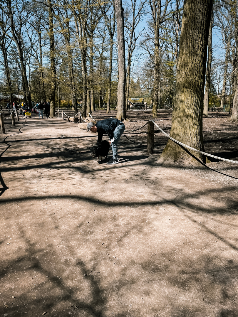 Walk trough exhibit with cattle, pigs and fallow deer