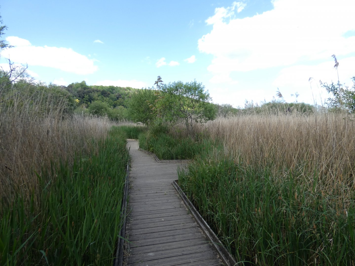 Walk-way through reeds
