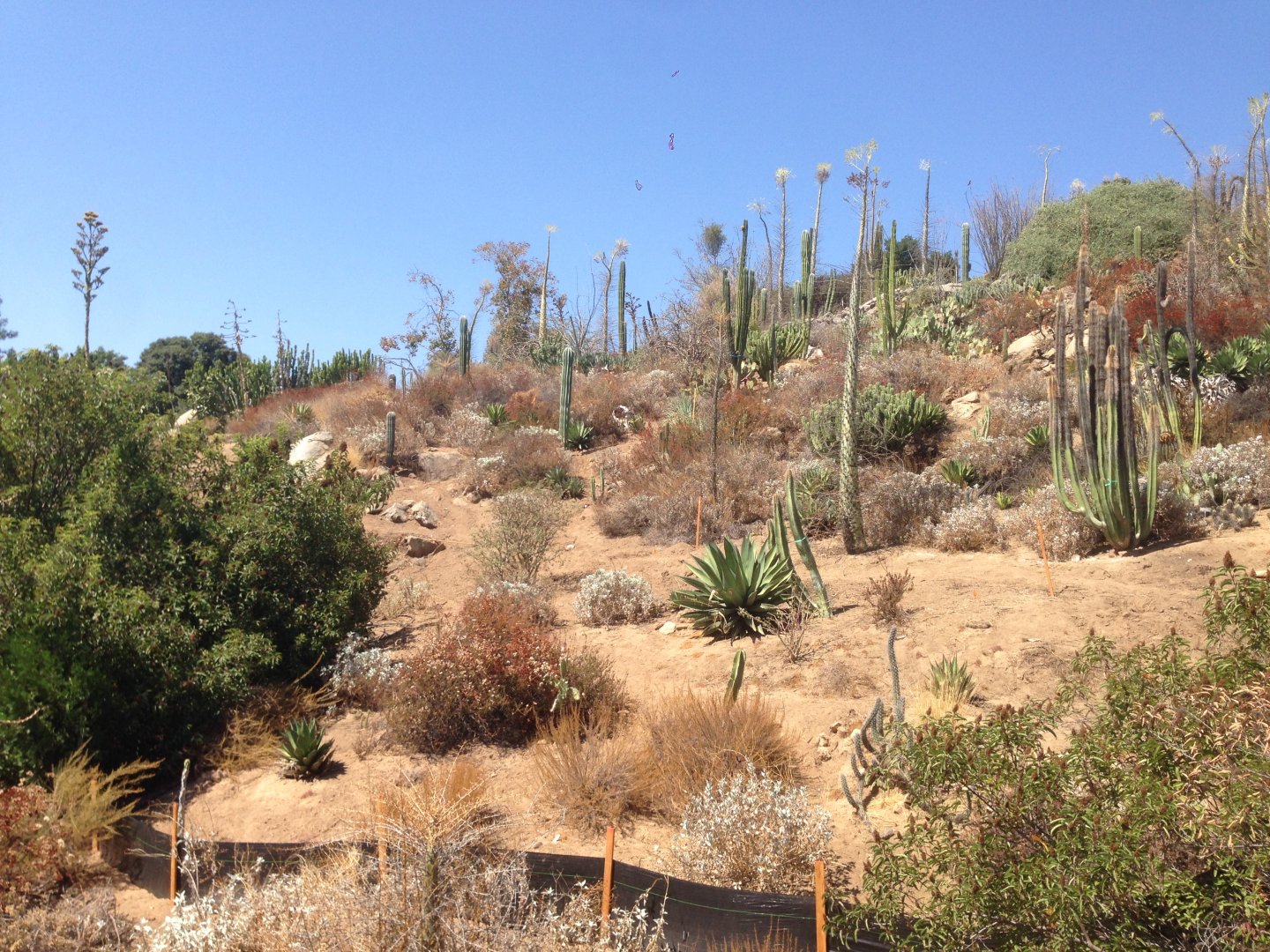 Walkabout Austarlia New Path From Condor Ridge Continued 4
