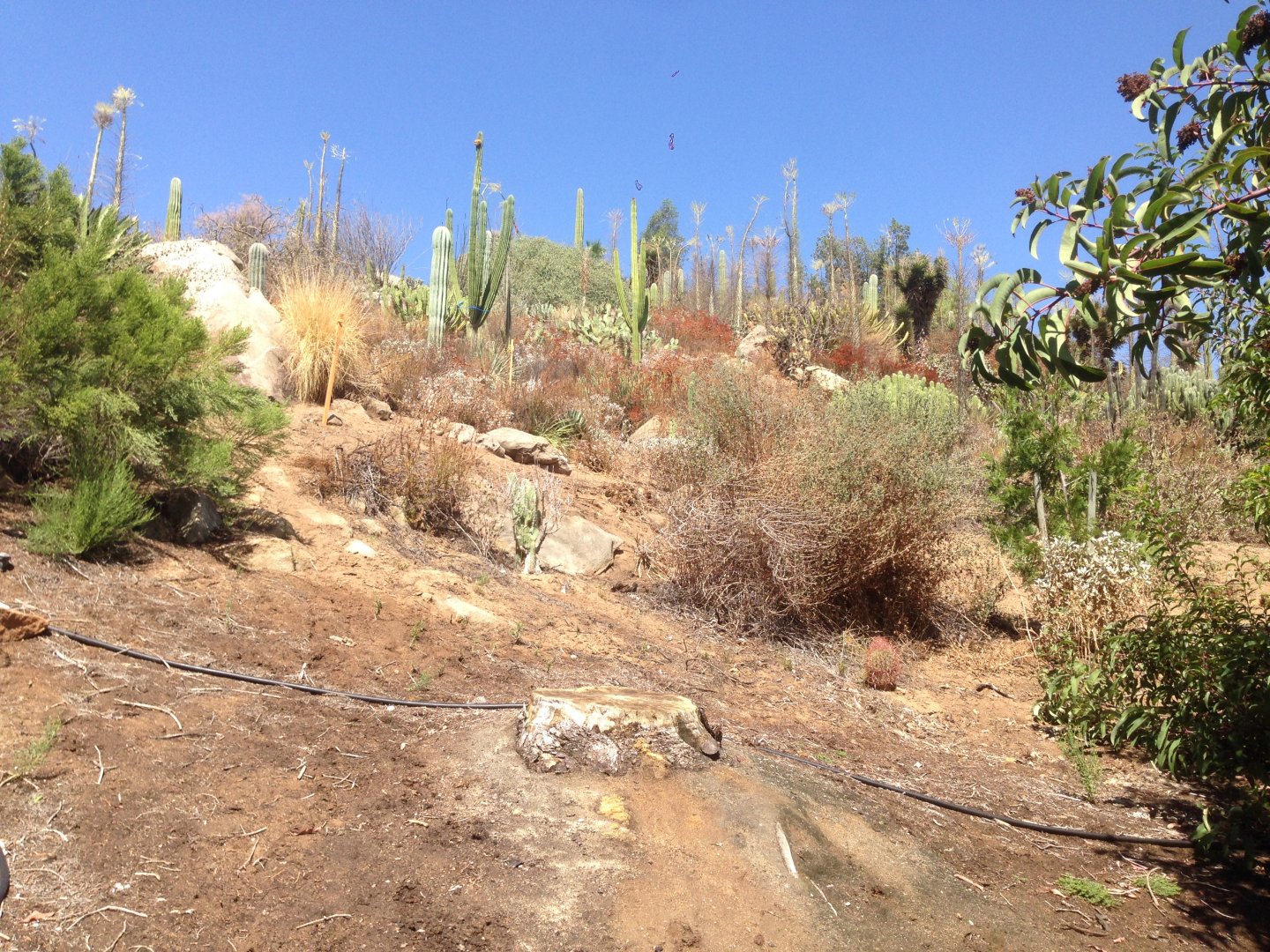 Walkabout Austarlia New Path From Condor Ridge Continued 5