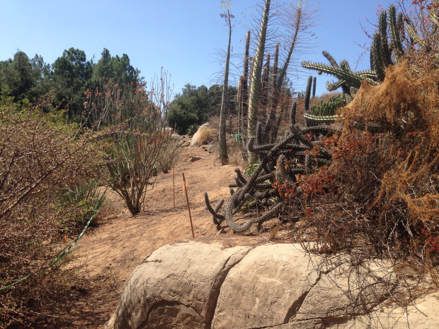 Walkabout Austarlia Site of New Path From Condor Ridge 2