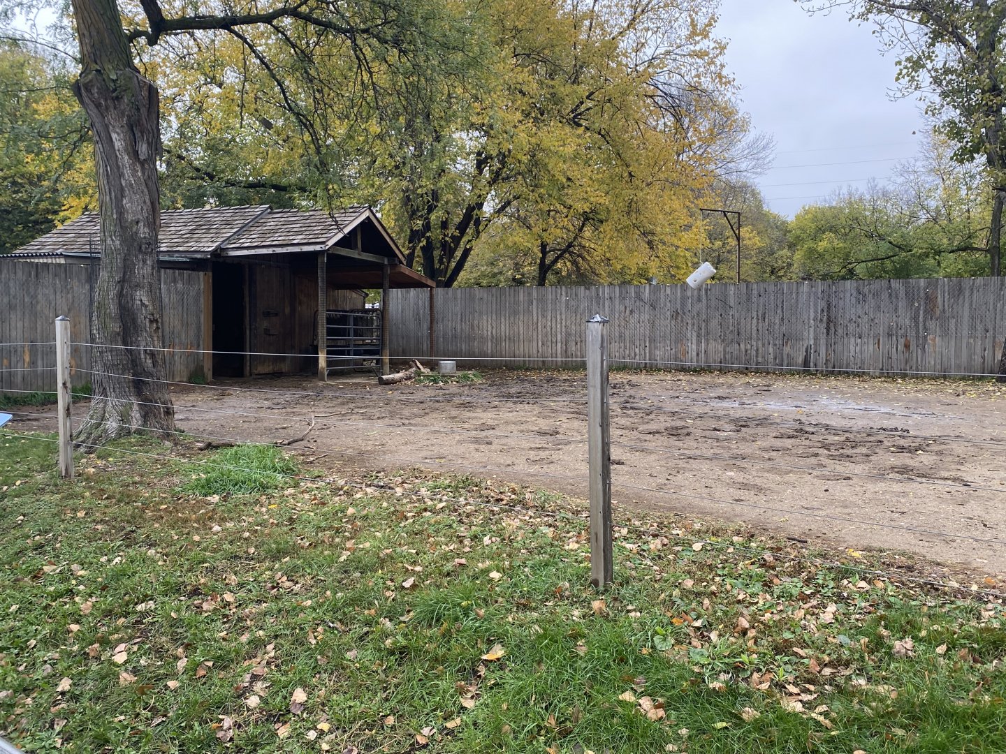 Walkabout Australia - Bactrian Camel Exhibit