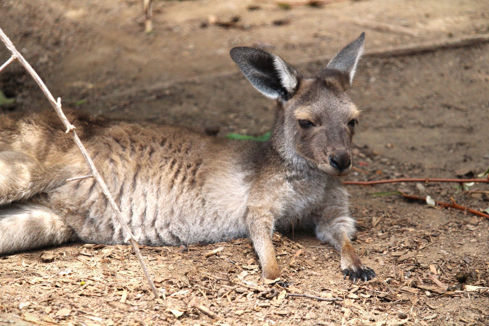 Walkabout Australia - Black-faced Kangaroo